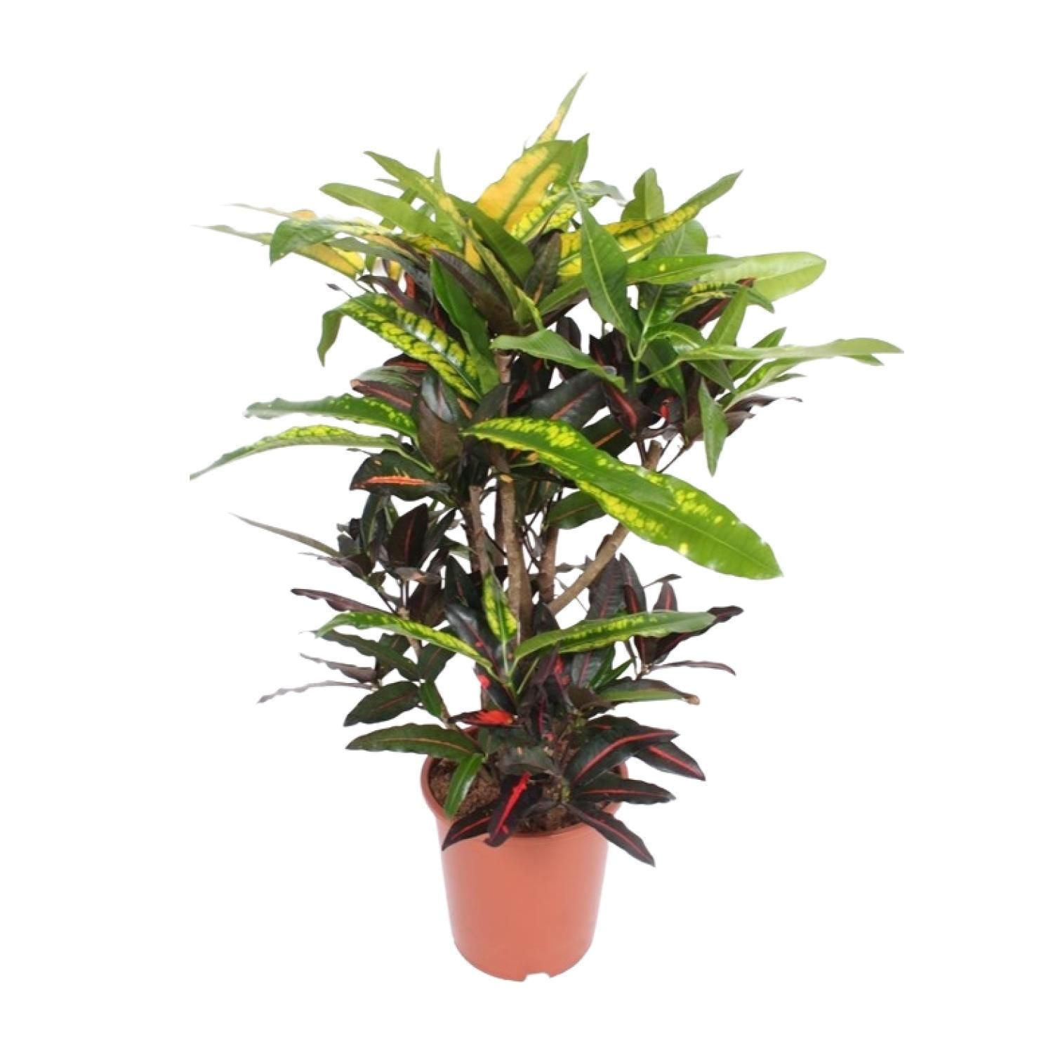 Codiaeum Mango Kroton Zimmerpflanze