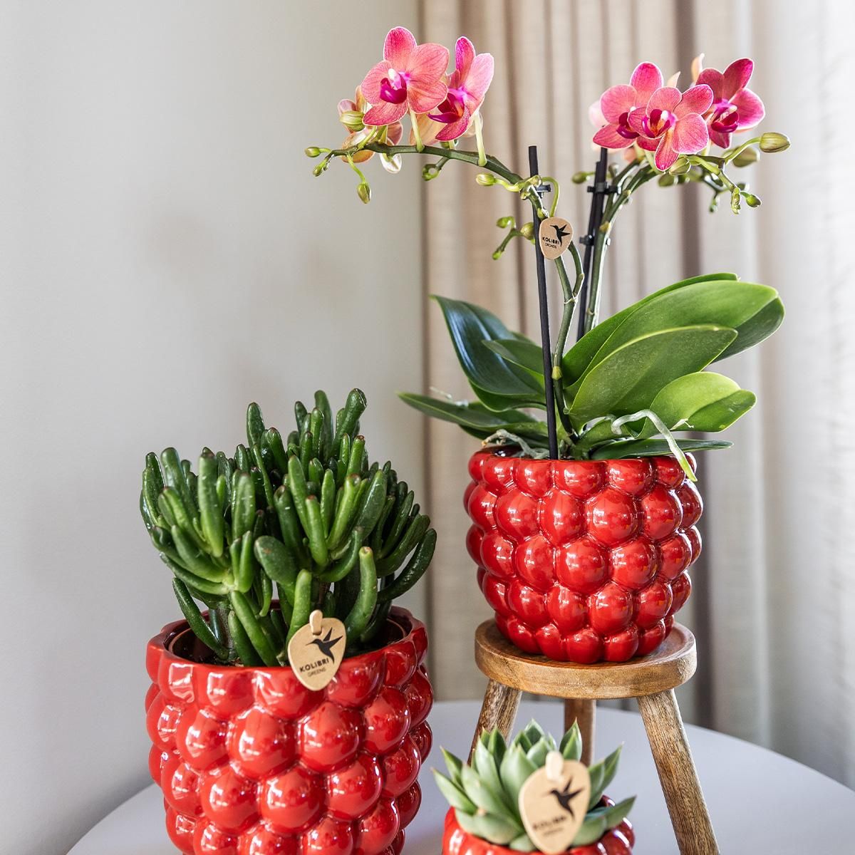 Keramik Blumentopf Berry Rot