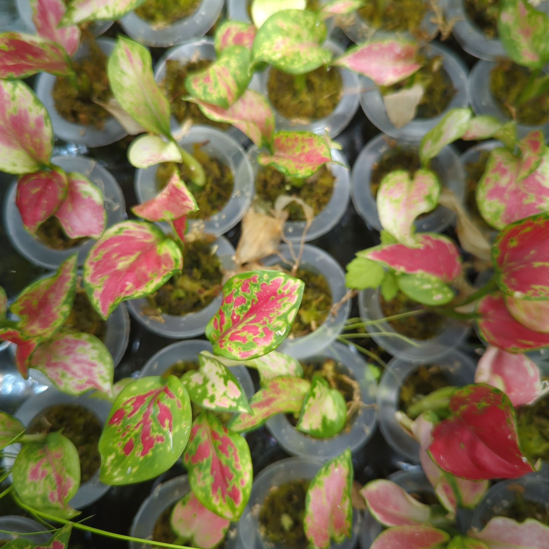 Baby Aglaonema commutatum Auspicious Red + selbstbewässernder Übertopf