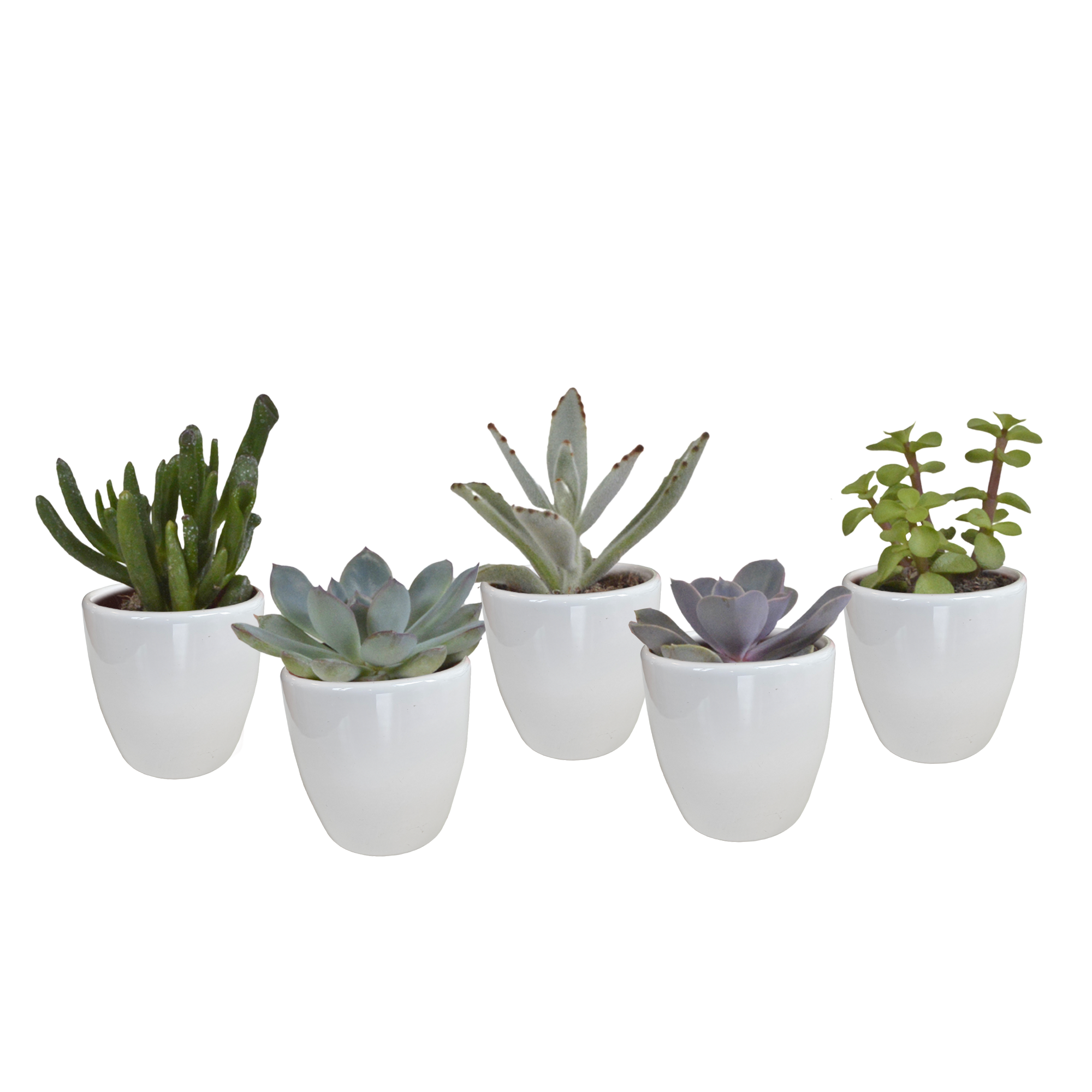 Sukkulenten Mix 5.5 cm â€“ 5er Set â€“ im weißen Topf