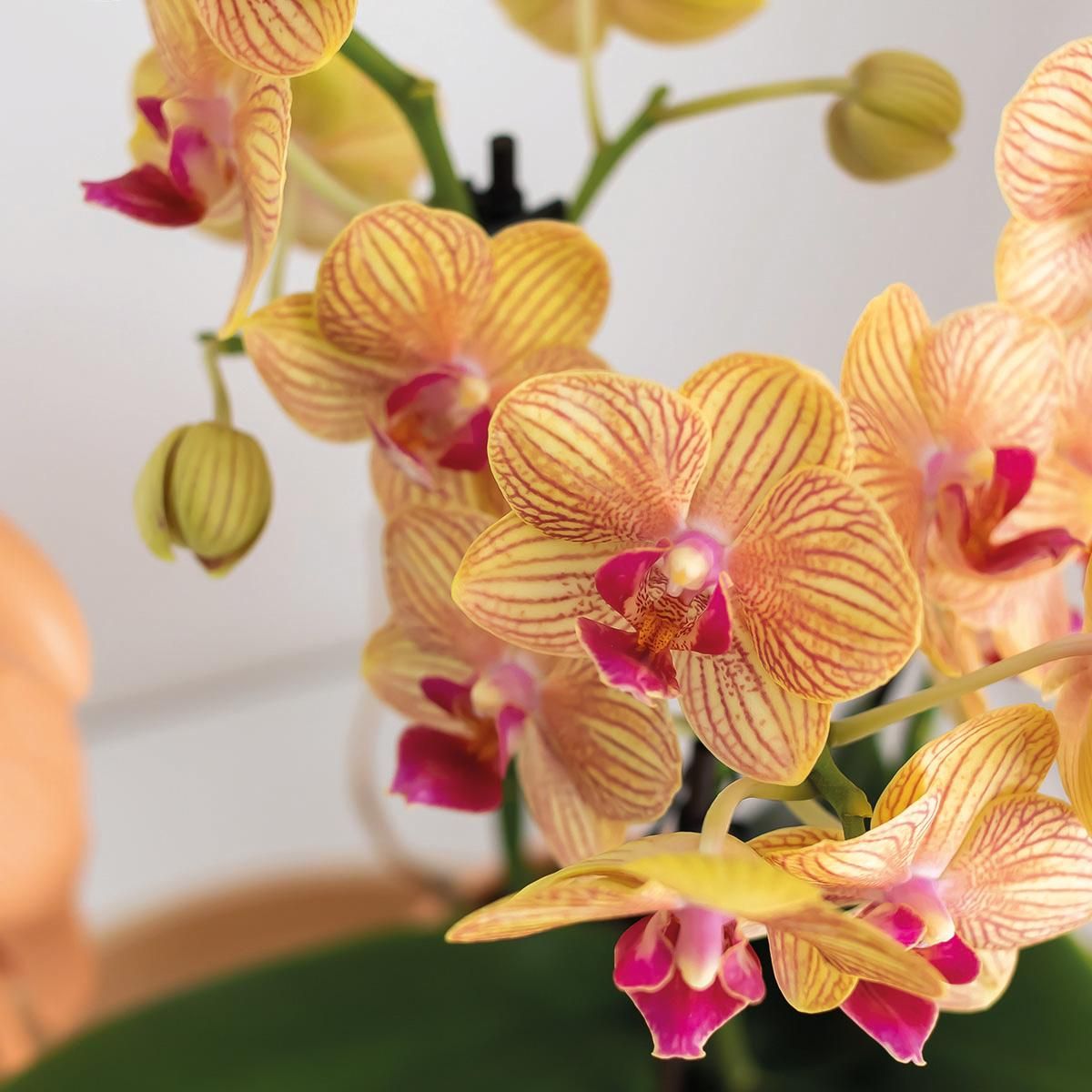 Geschenkset Optimismus kleiner Pfirsich – Grünpflanze & orange Phalaenopsis – Candy Töpfe & weißes Tablett