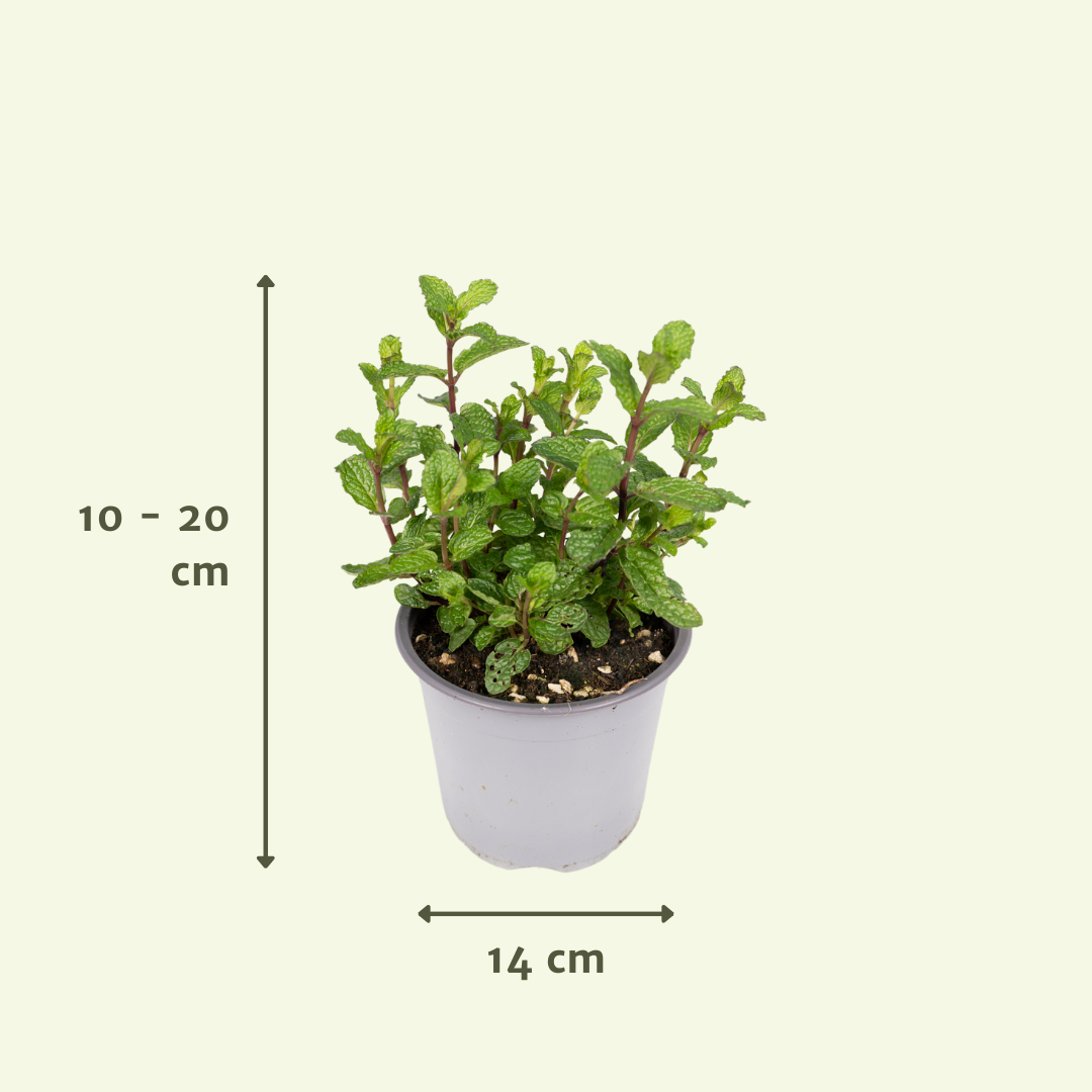 Gartenkräuter Mix