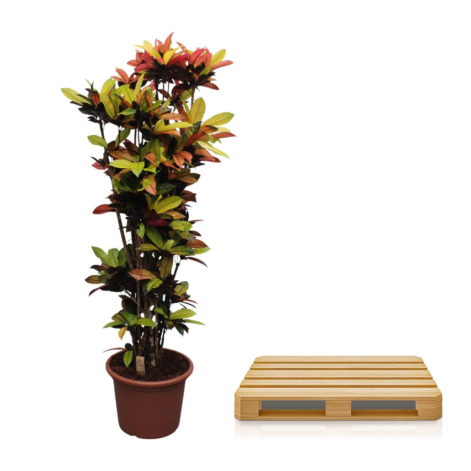 Codiaeum Iceton - farbenprächtige Zimmerpflanze