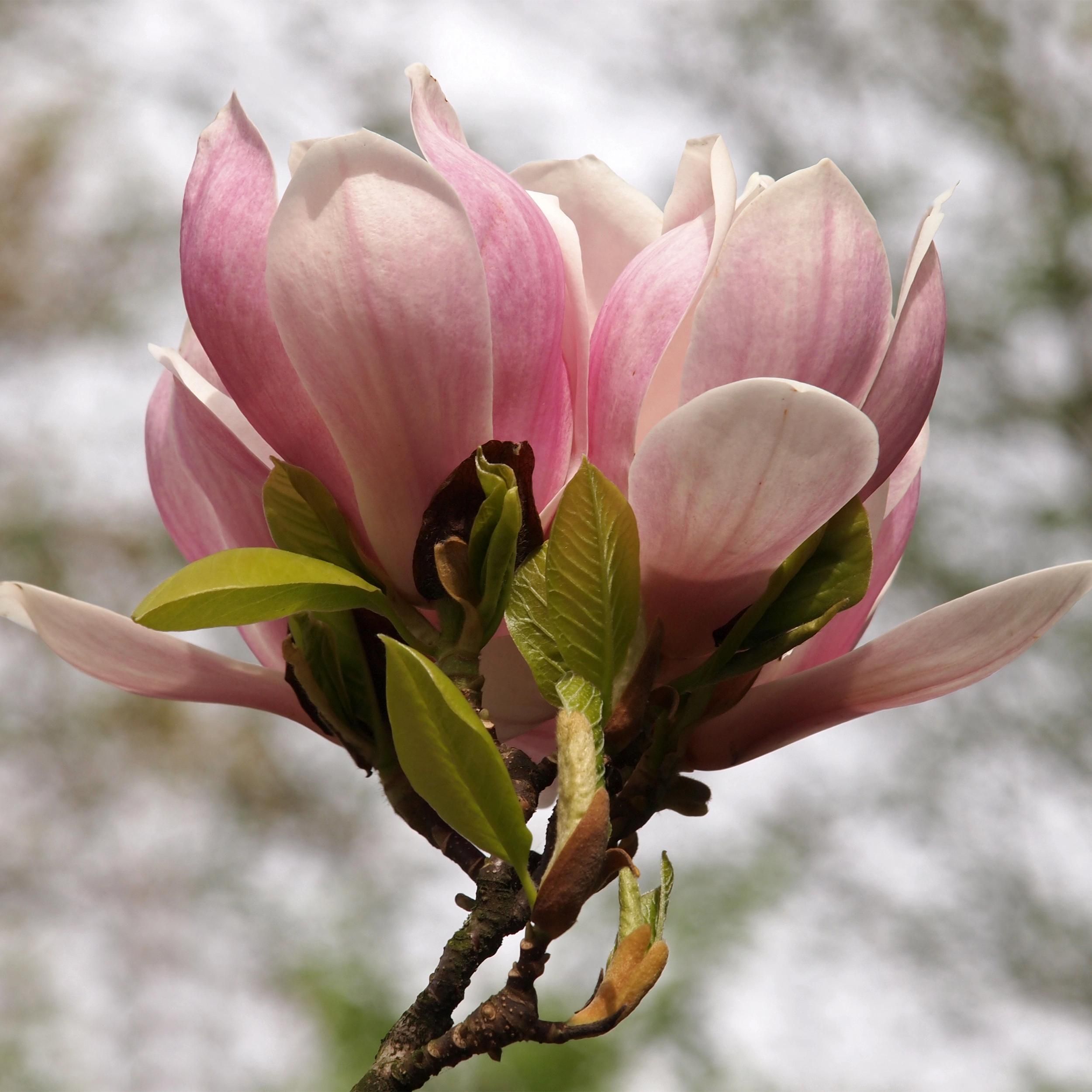 Magnolia Soulangiana Strauch – Blüten Hellrosa – Laubabwerfend – Wenig Pflege