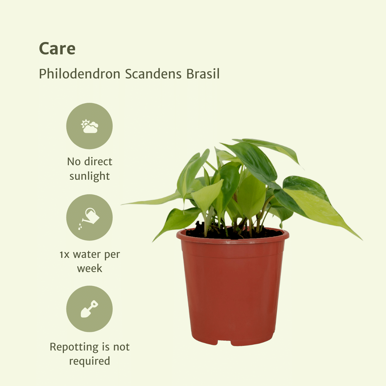 Philodendron Scandens Brasil Kletterpflanze