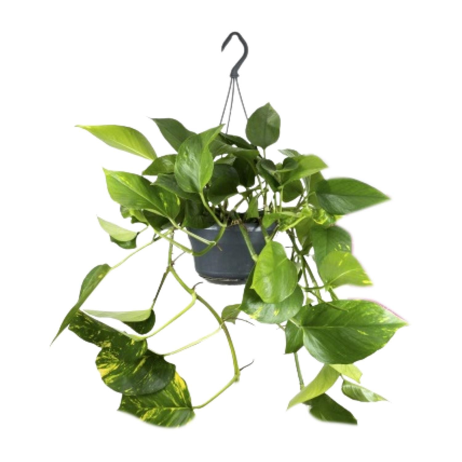 Epipremnum Aureum Zimmerpflanze