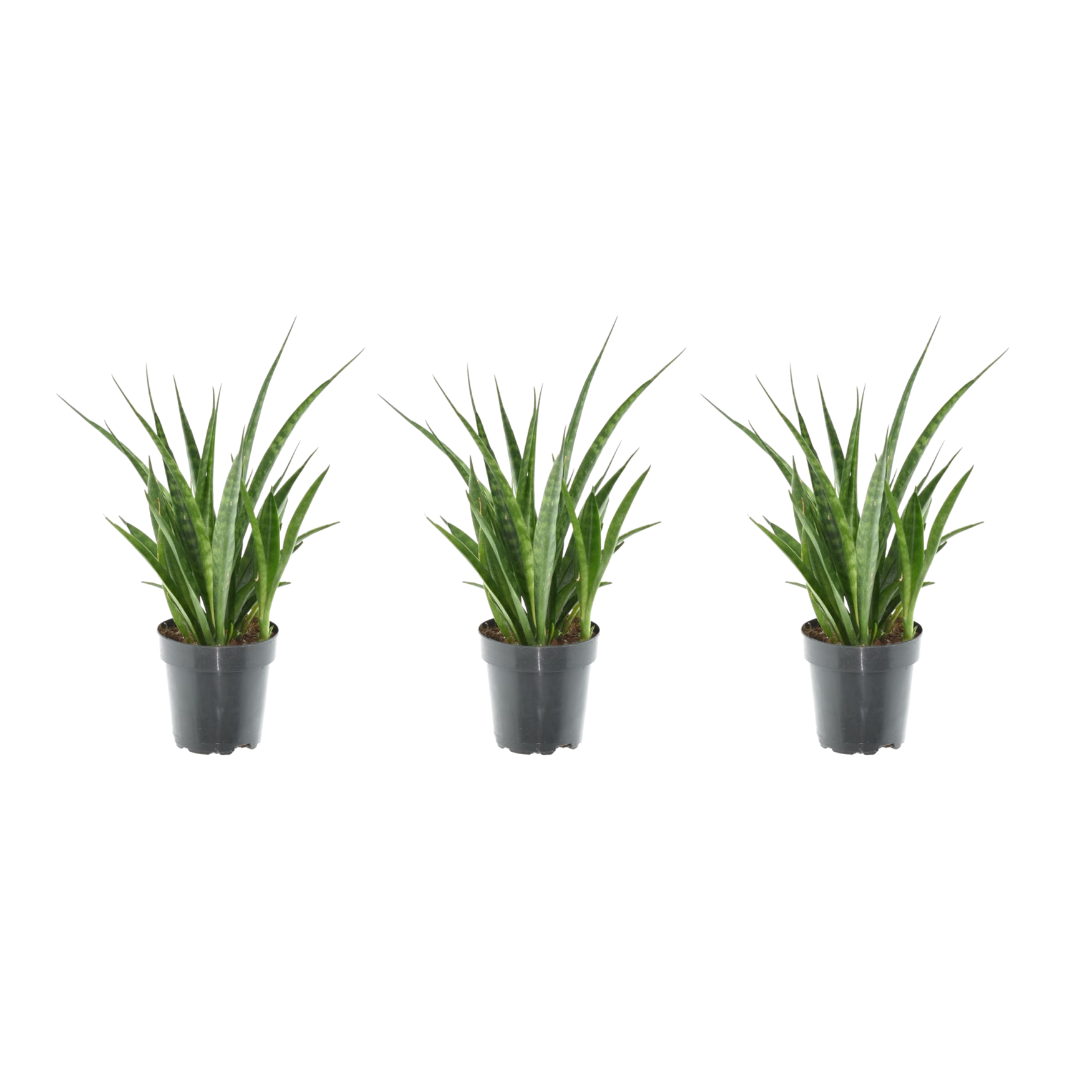Sansevieria Kirkii Zimmerpflanze