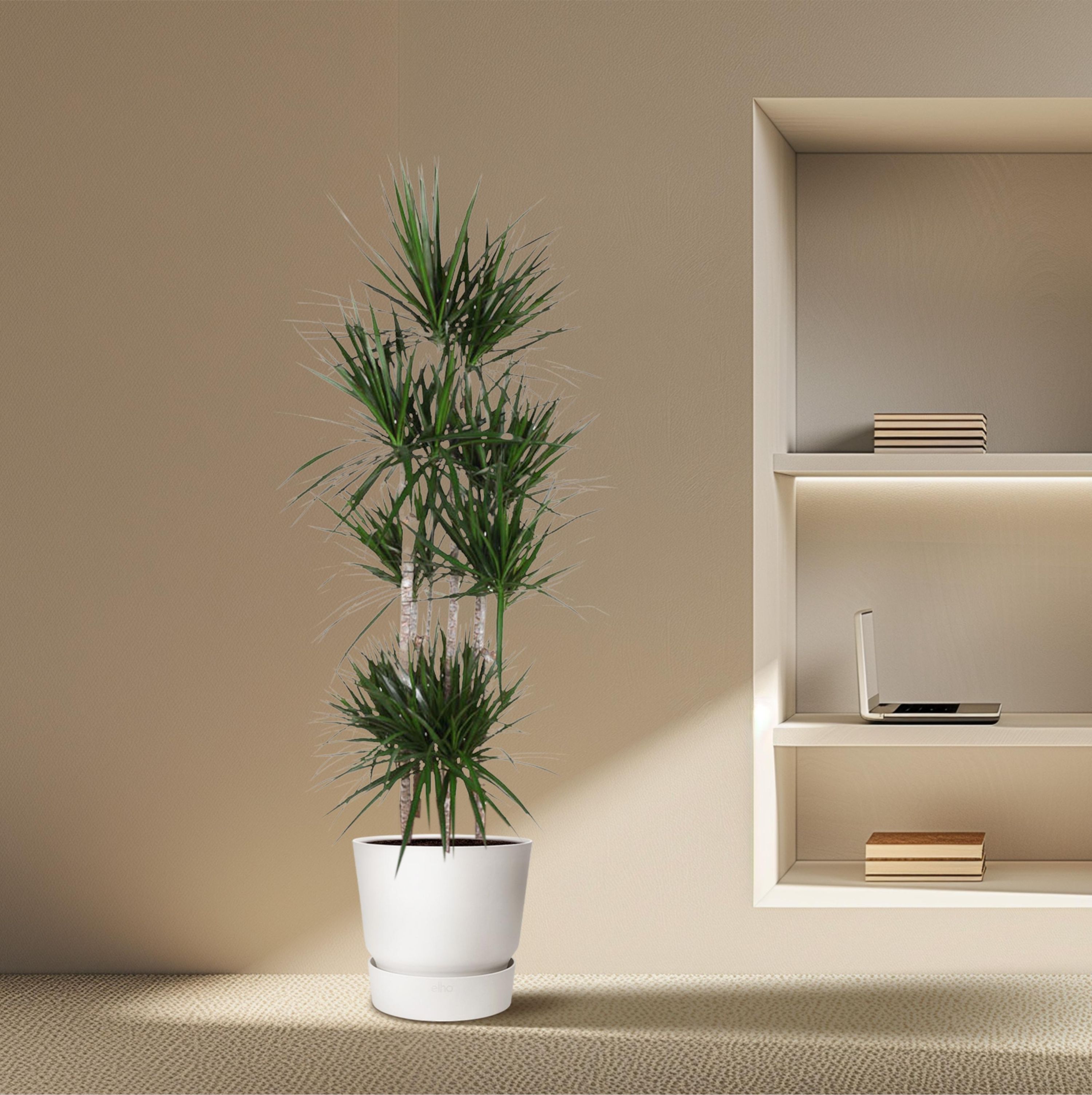 Dracaena Marginata Carrousel elegante Zimmerpflanze