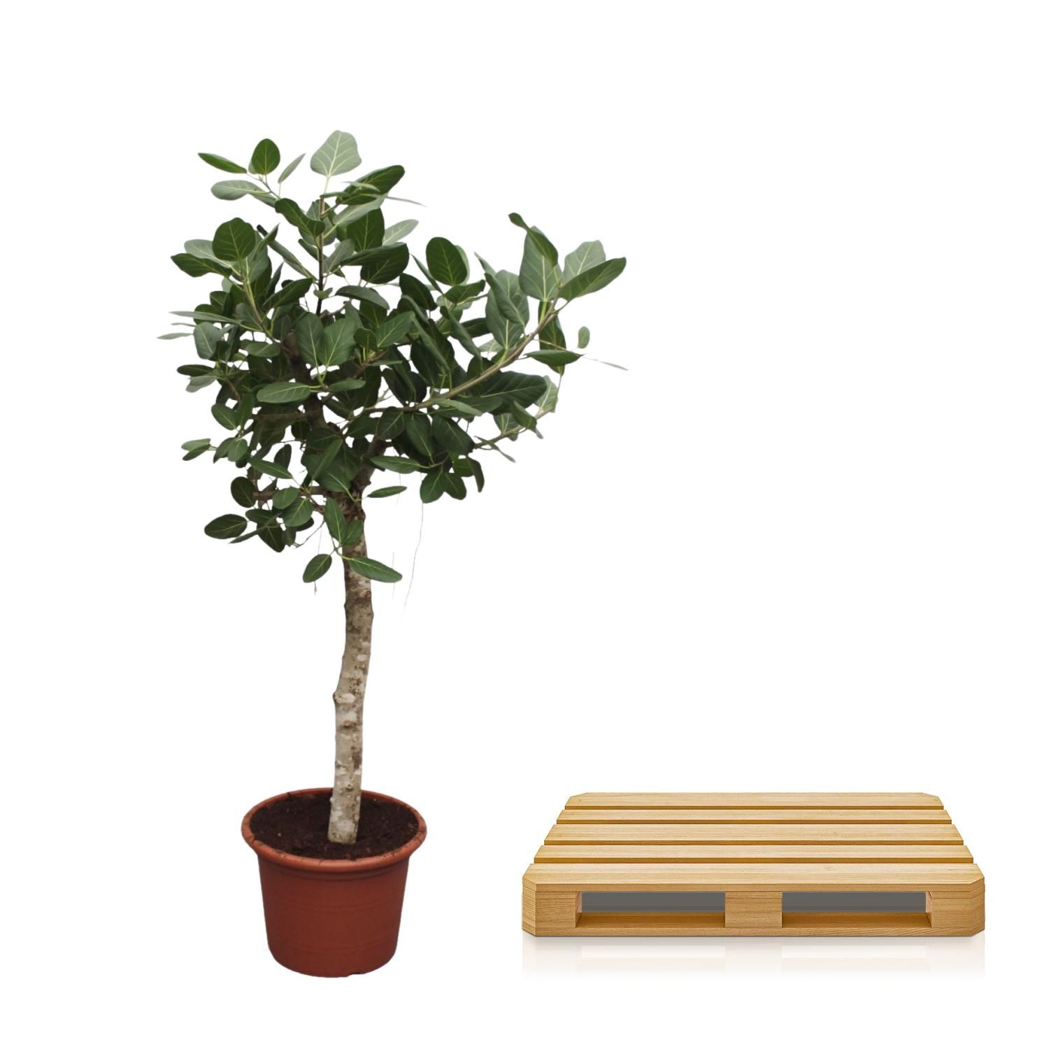 Ficus Benghalensis Zimmerpflanze