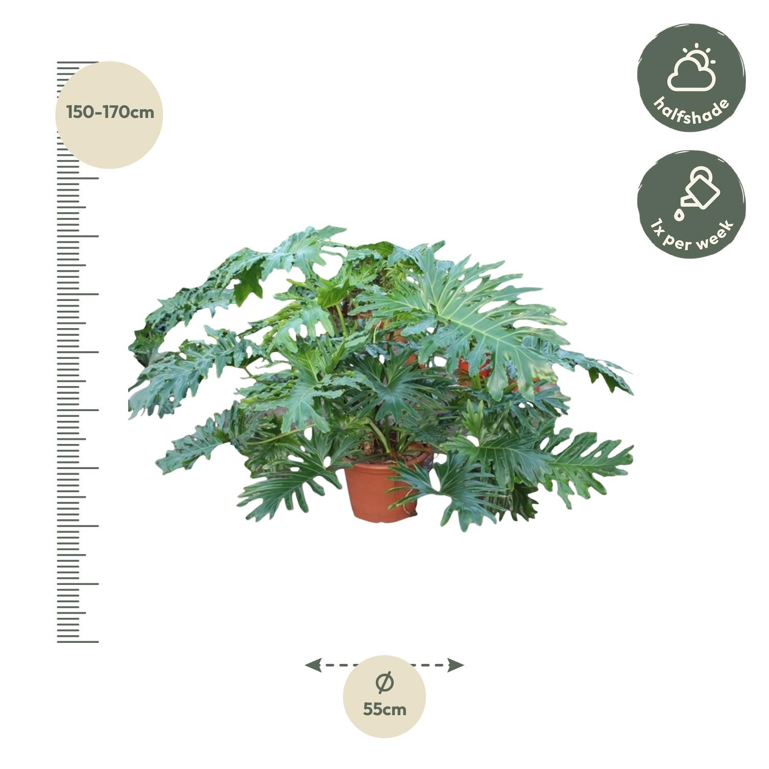 Philodendron Bipinnatifidum Cum Laude Zimmerpflanze