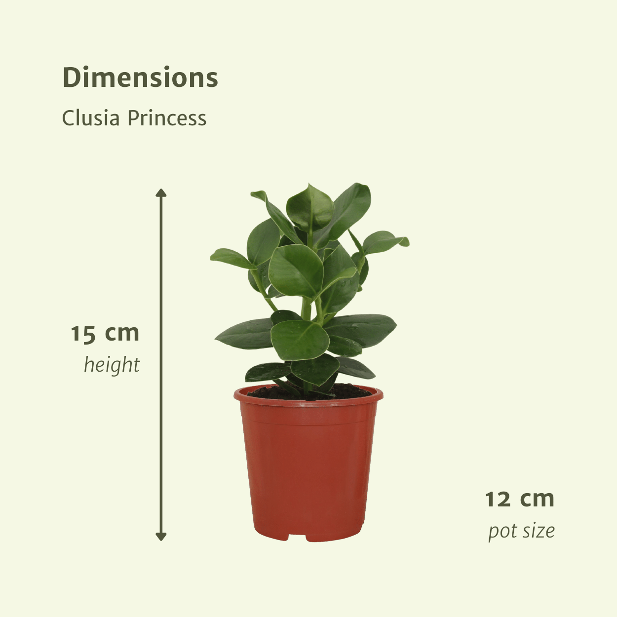 Clusia Princess Zimmerpflanze