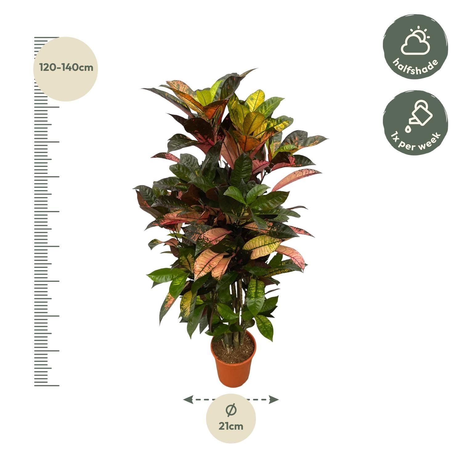 Codiaeum Croton Iceton Verzweigter Zimmerpflanze