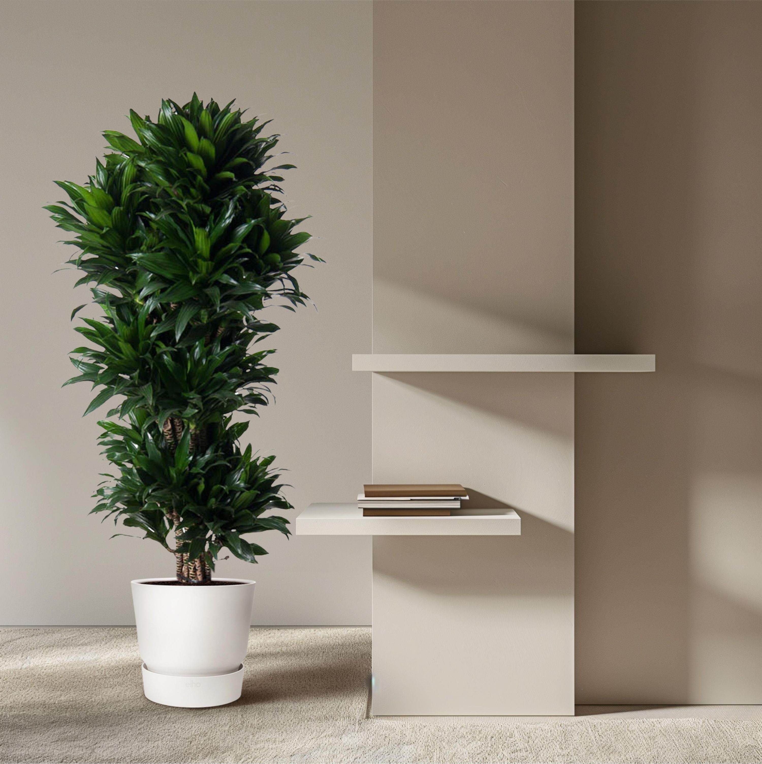 Dracaena Compacta - kompakte Zimmerpflanze mit glänzenden Blättern