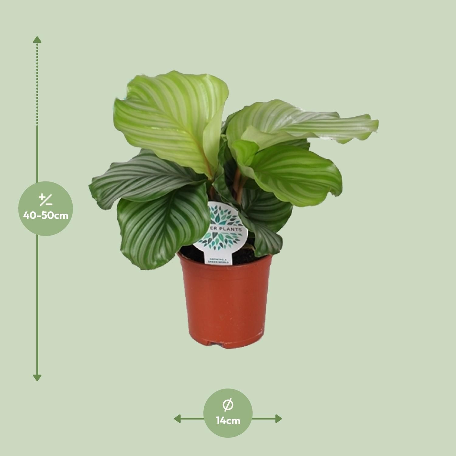 Calathea Orbifolia Zimmerpflanze
