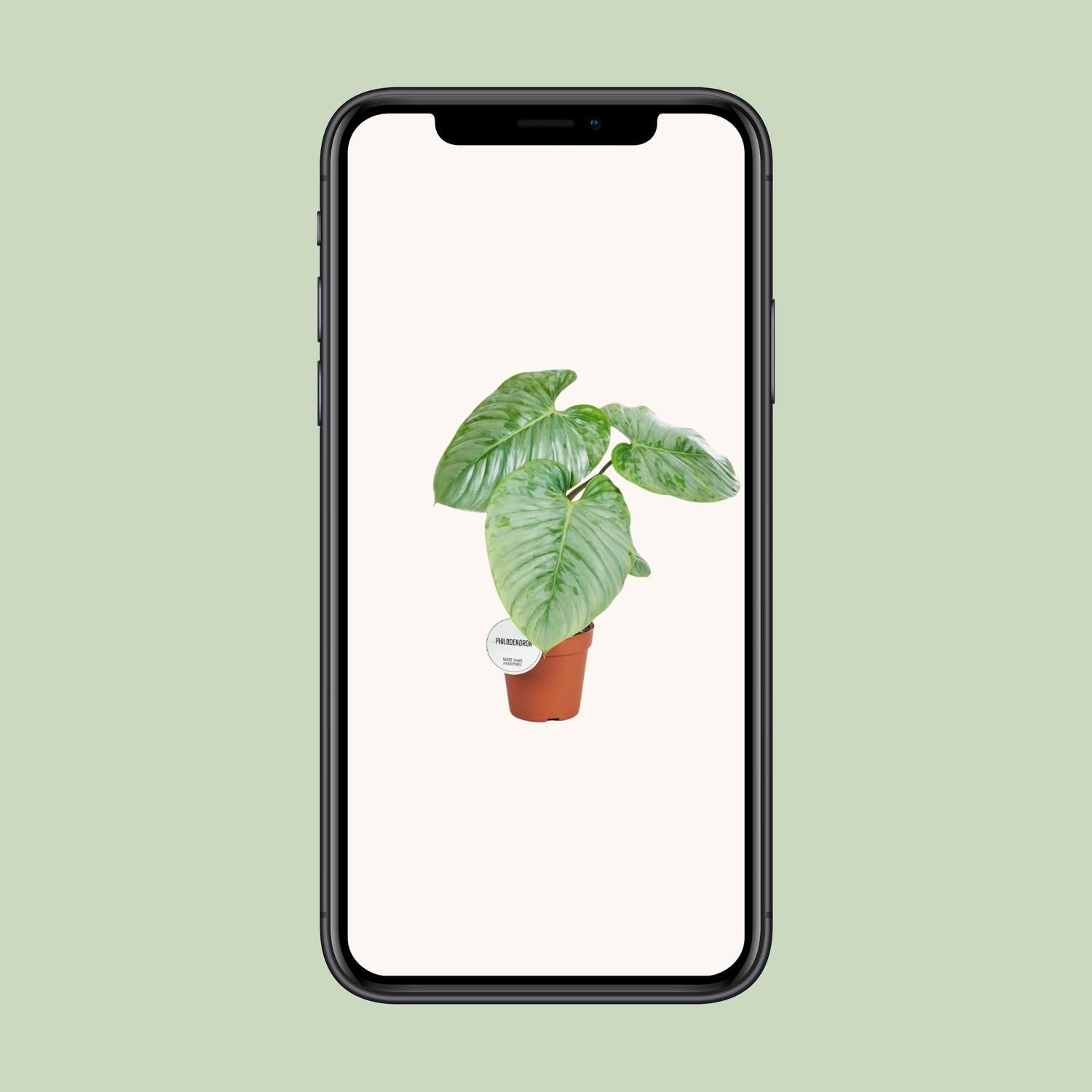 Philodendron Sodiroi Zimmerpflanze