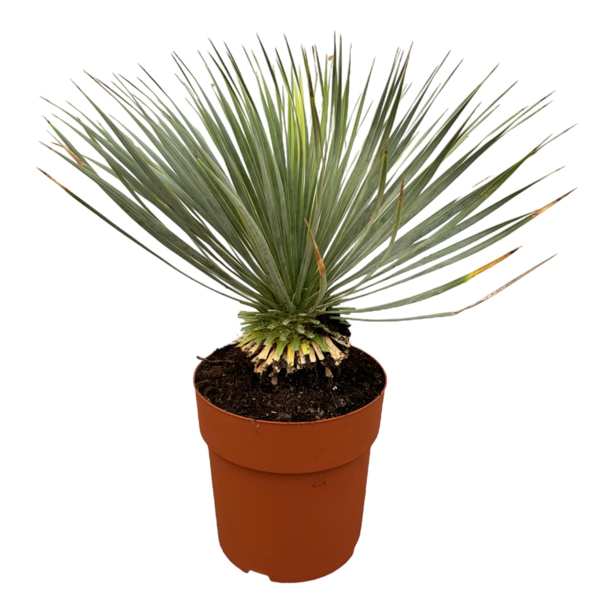 Yucca Rostrata auf Stamm – Robuste Sonnenliebhaber-Pflanze