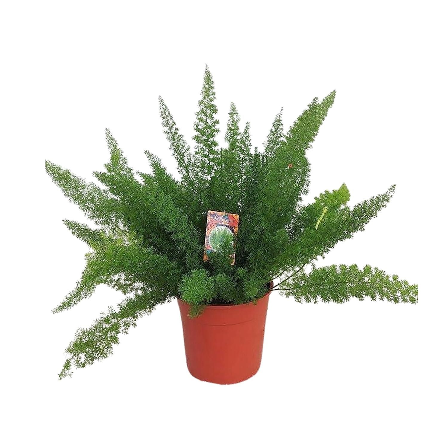 Spargelfarn Asparagus Meyers für Indoor