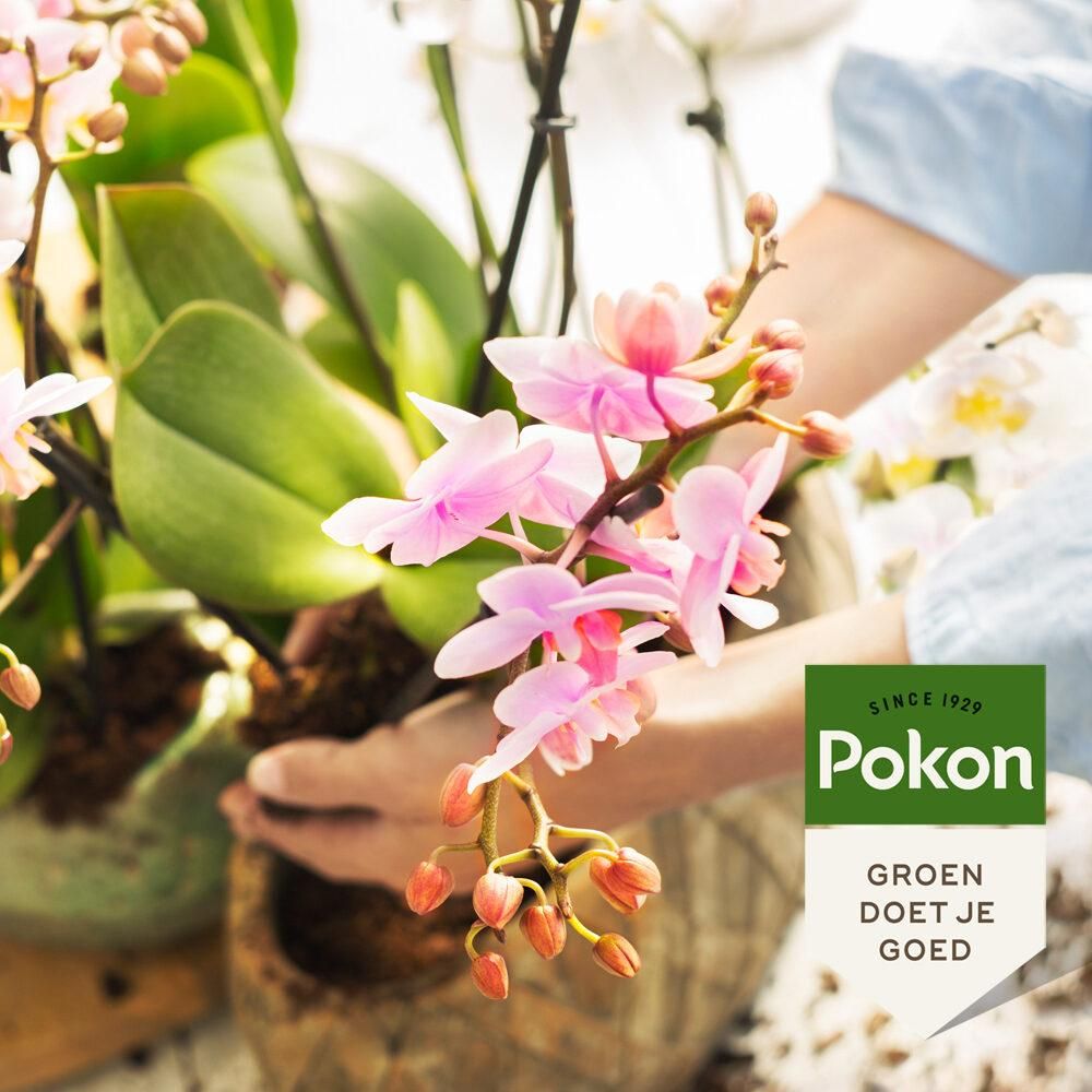 Orchideen Powerspray 300 ml – Nährstoffreich & kräftigend