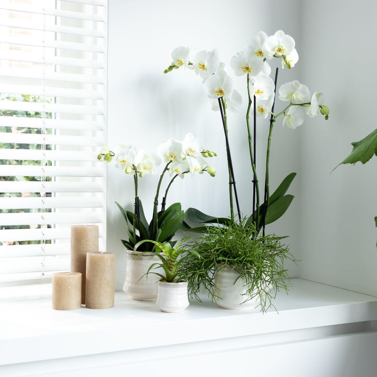 Weiße Phalaenopsis Orchidee Jewel Ghent