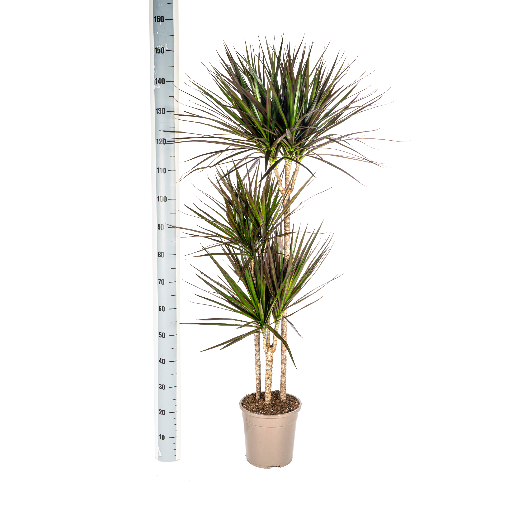Dracaena Marginata Magenta – Robuste Zimmerpflanze – 130-150cm hoch