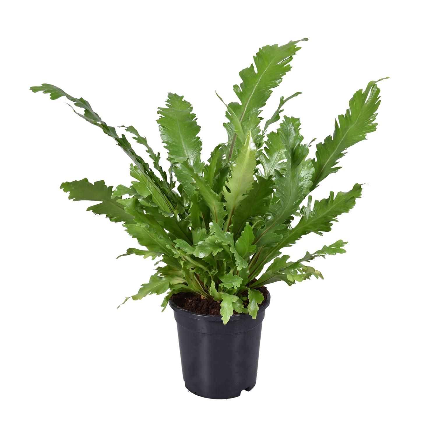 Asplenium Nidus Fensterblatt Farn Zimmerpflanze