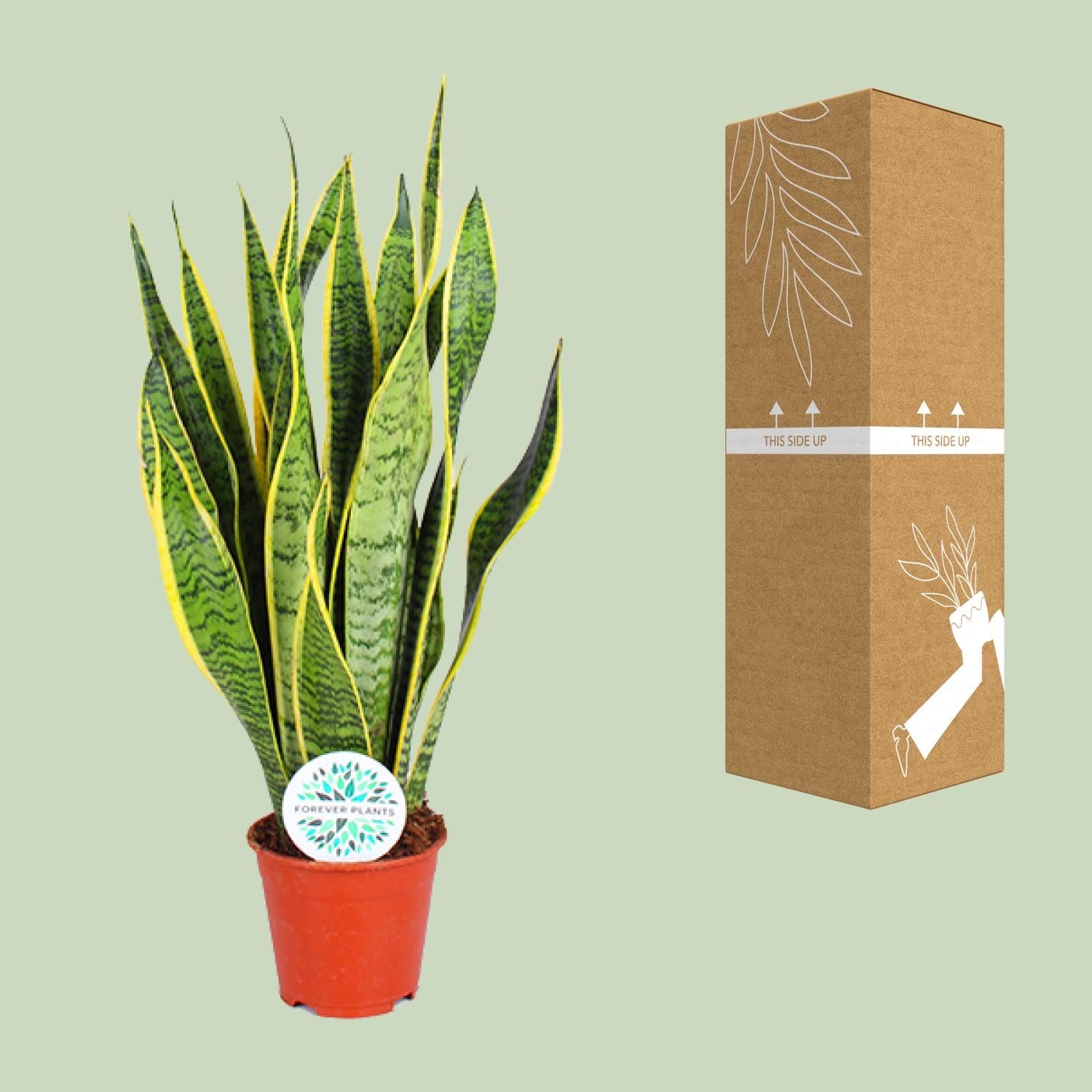 Sansevieria Laurentii Zimmerpflanze