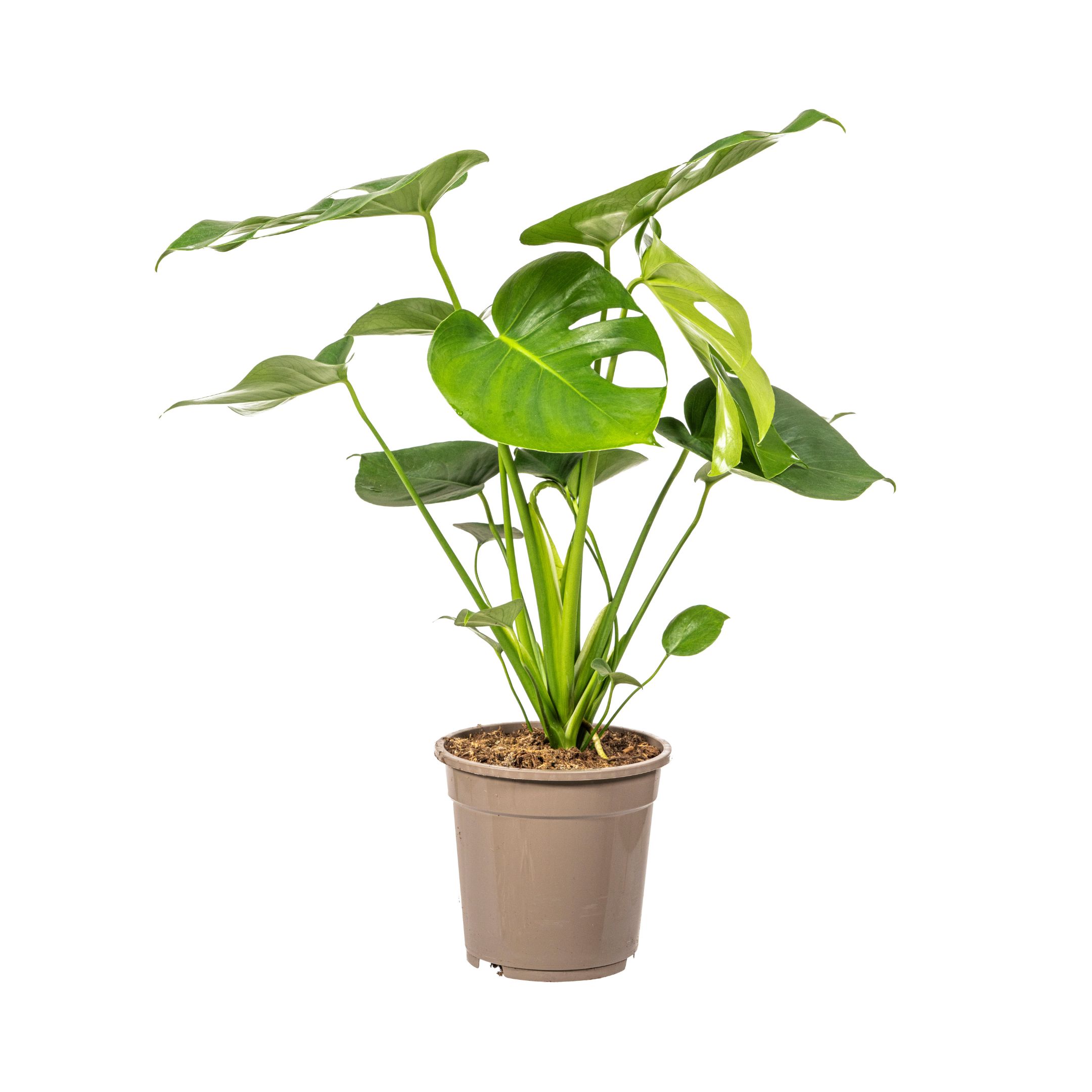 Monstera Tauerii Ø19cm – 70-90cm Hoch – Große Löcher
