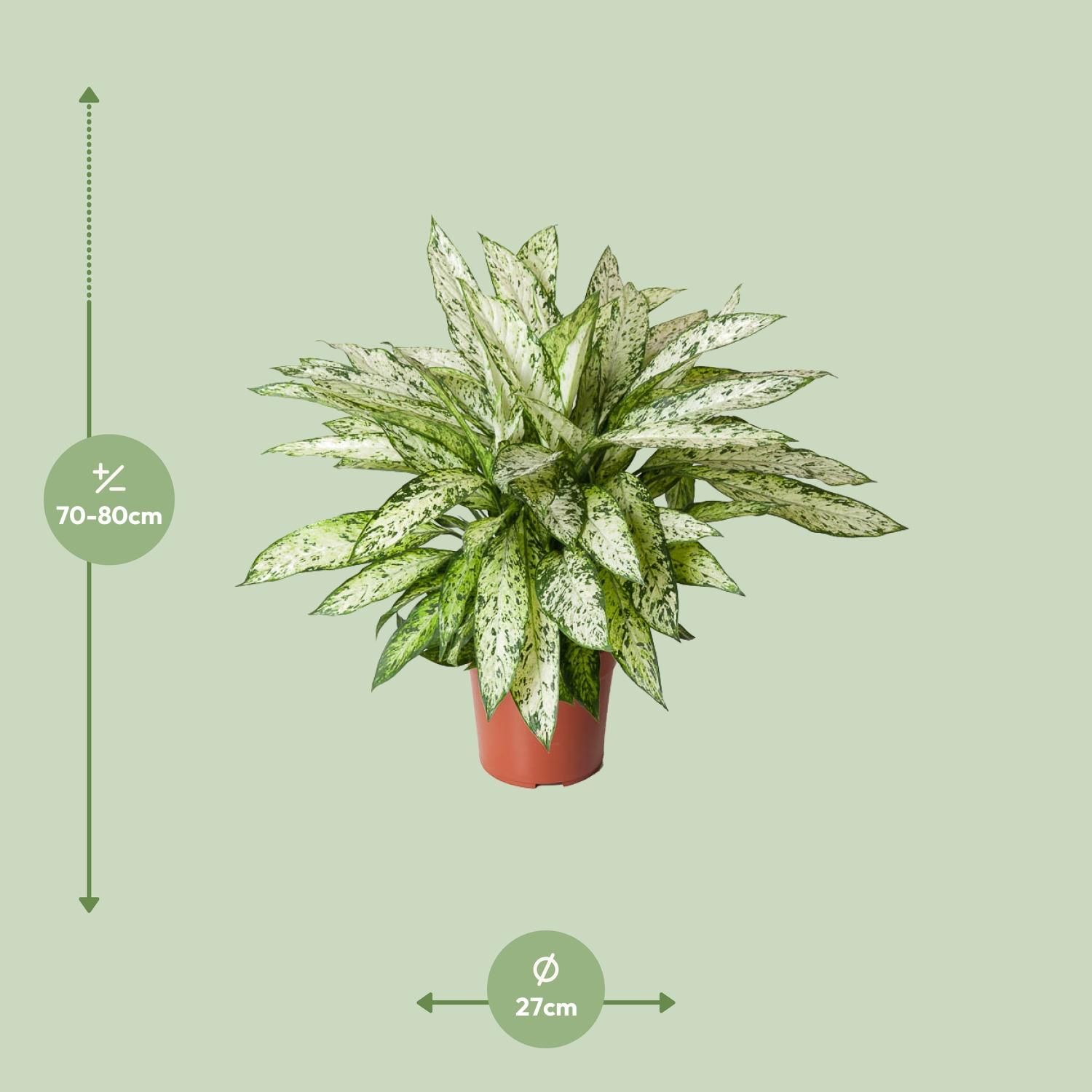 Dieffenbachia Vesuvius Zimmerpflanze