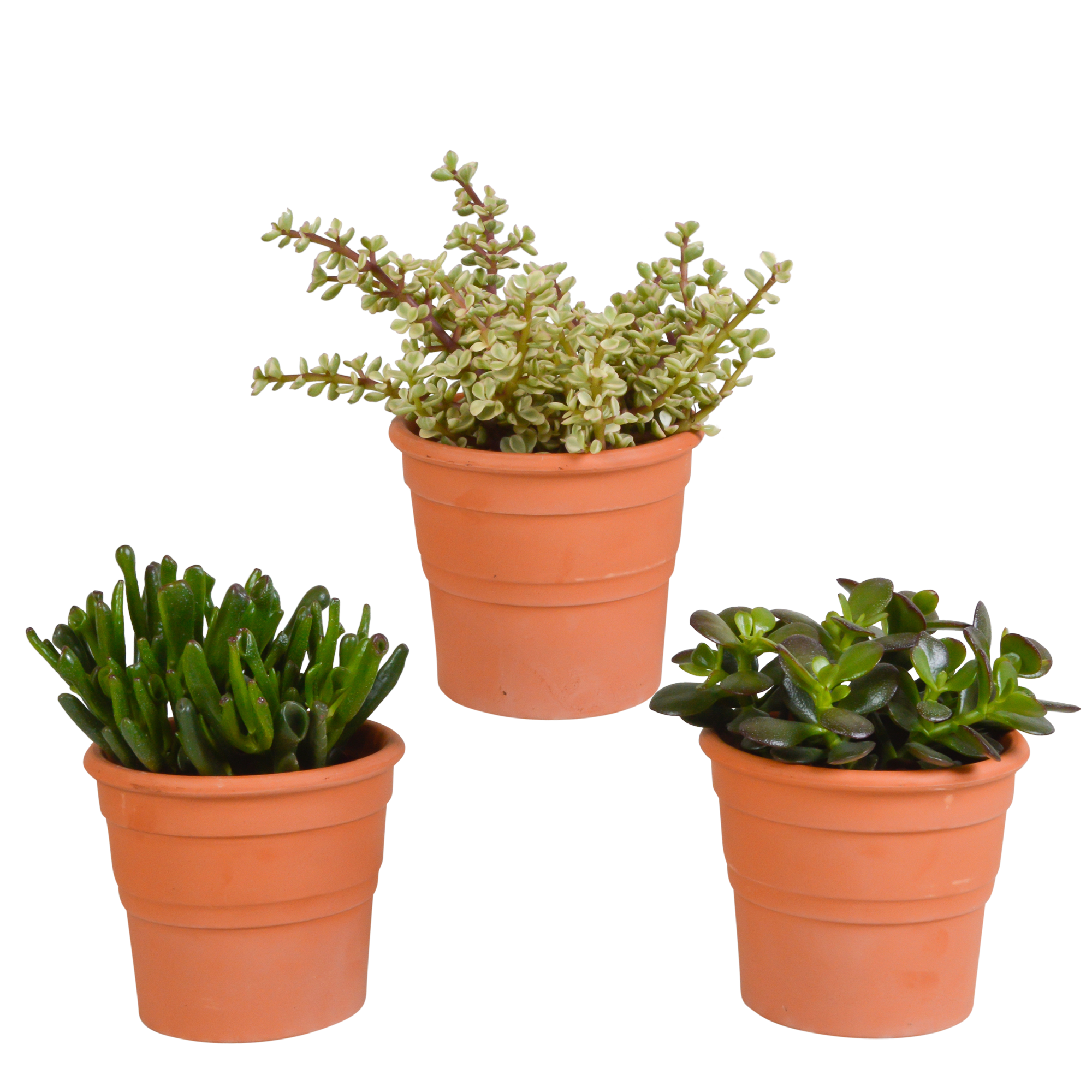 Crassula Mix im Terrakottatopf