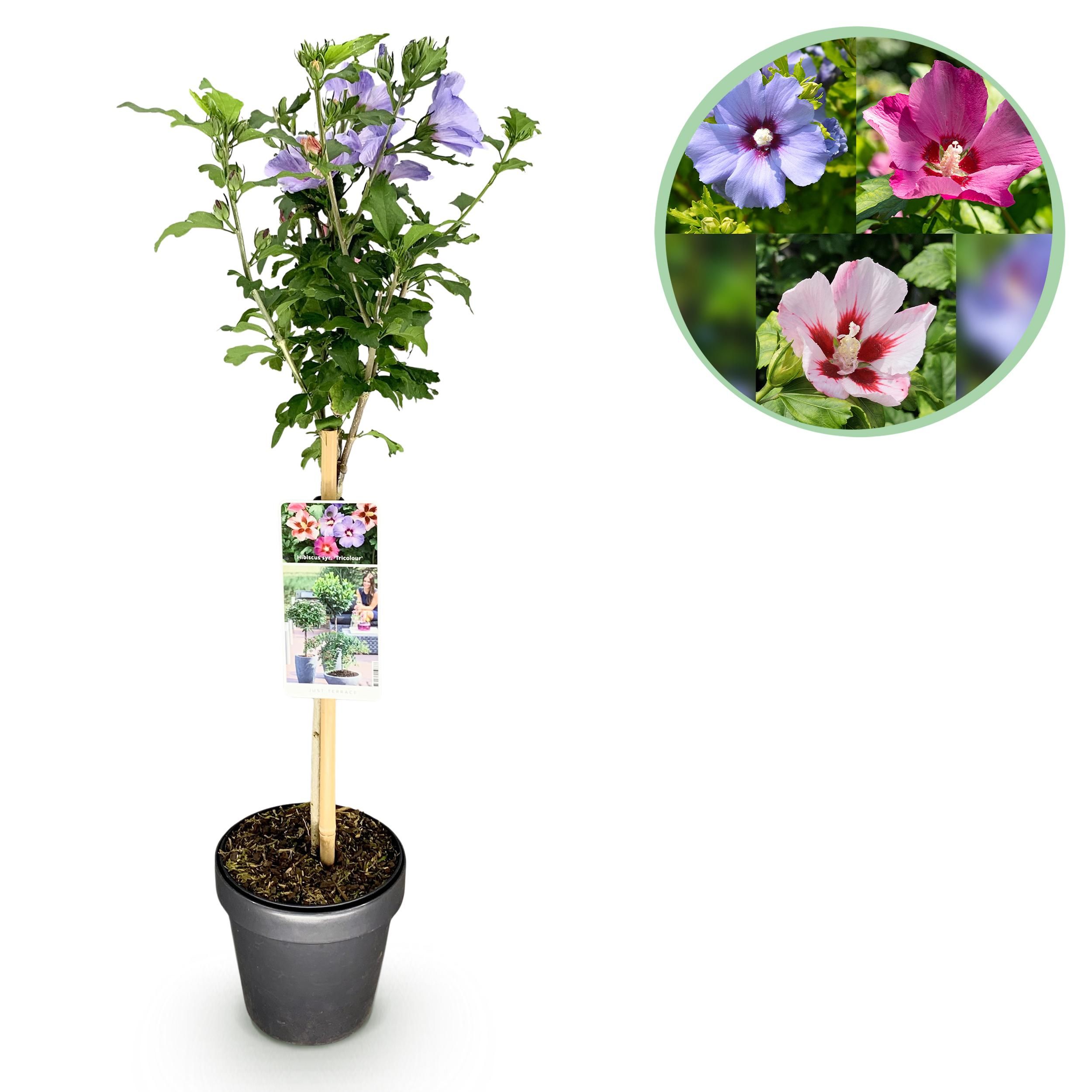 Hibiscus syriacus Tricolour – Stamm-Pflanze | Laubabwerfend | Pflegeleicht