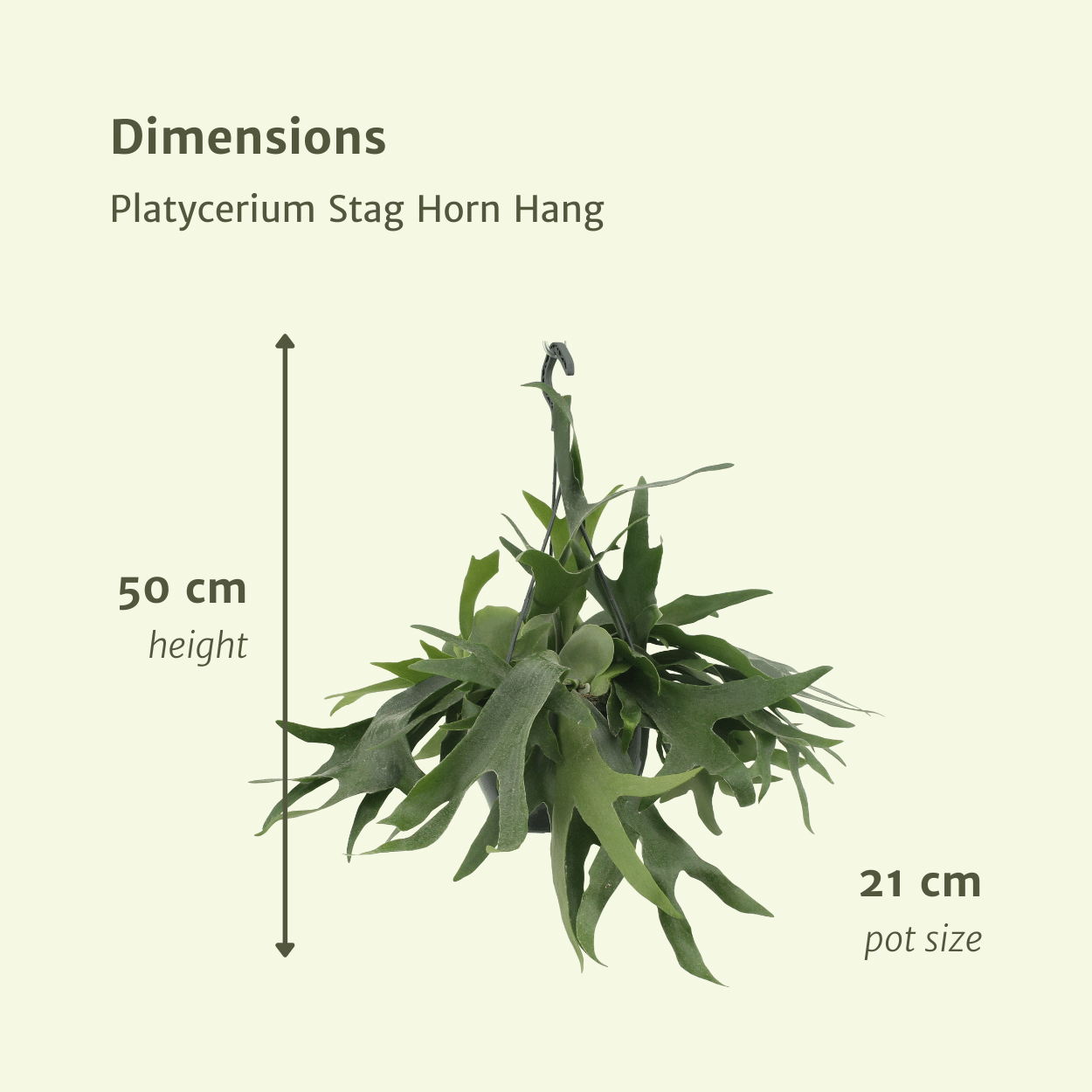Platycerium Geweihfarn Hängepflanze