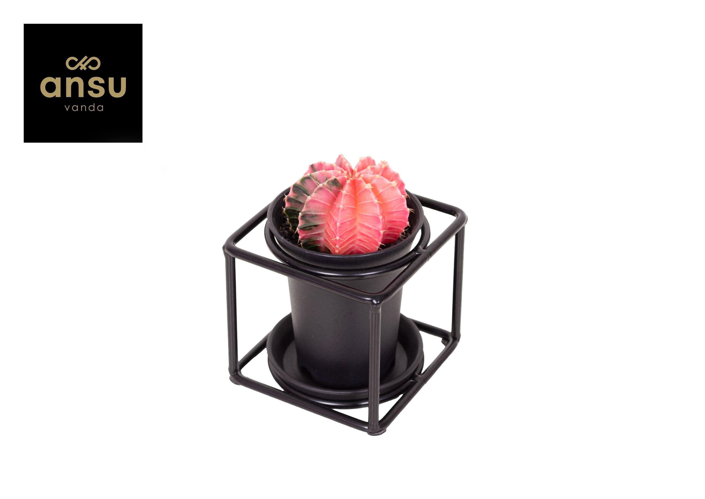 Kaktus im Design Rahmen – Ø10cm – ↕12cm