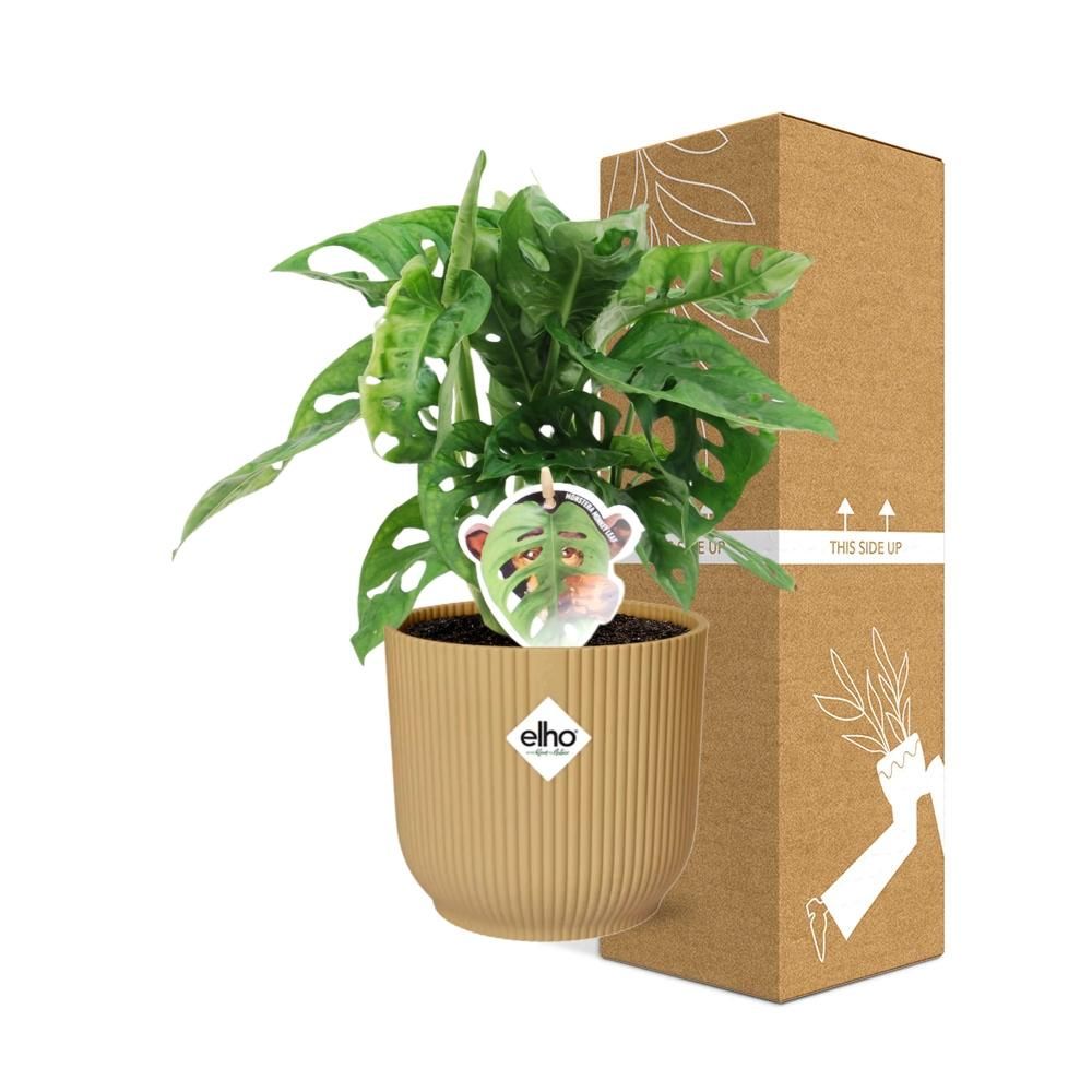 Monstera Monkey Leaf Zimmerpflanze