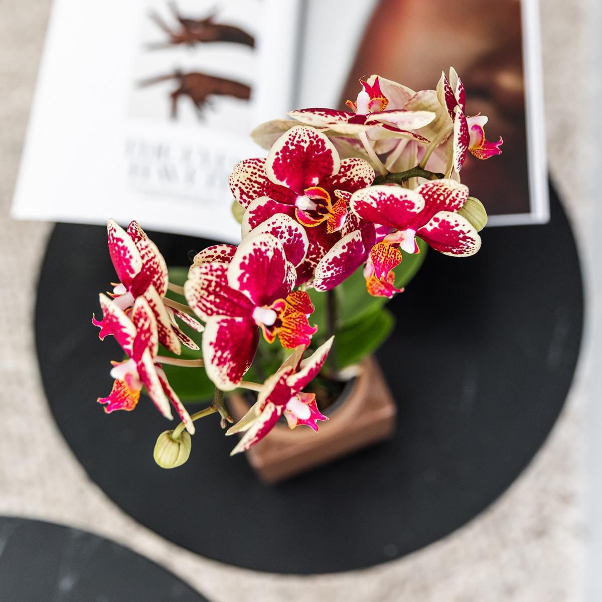 Phalaenopsis Orchidee Gelb-Rot