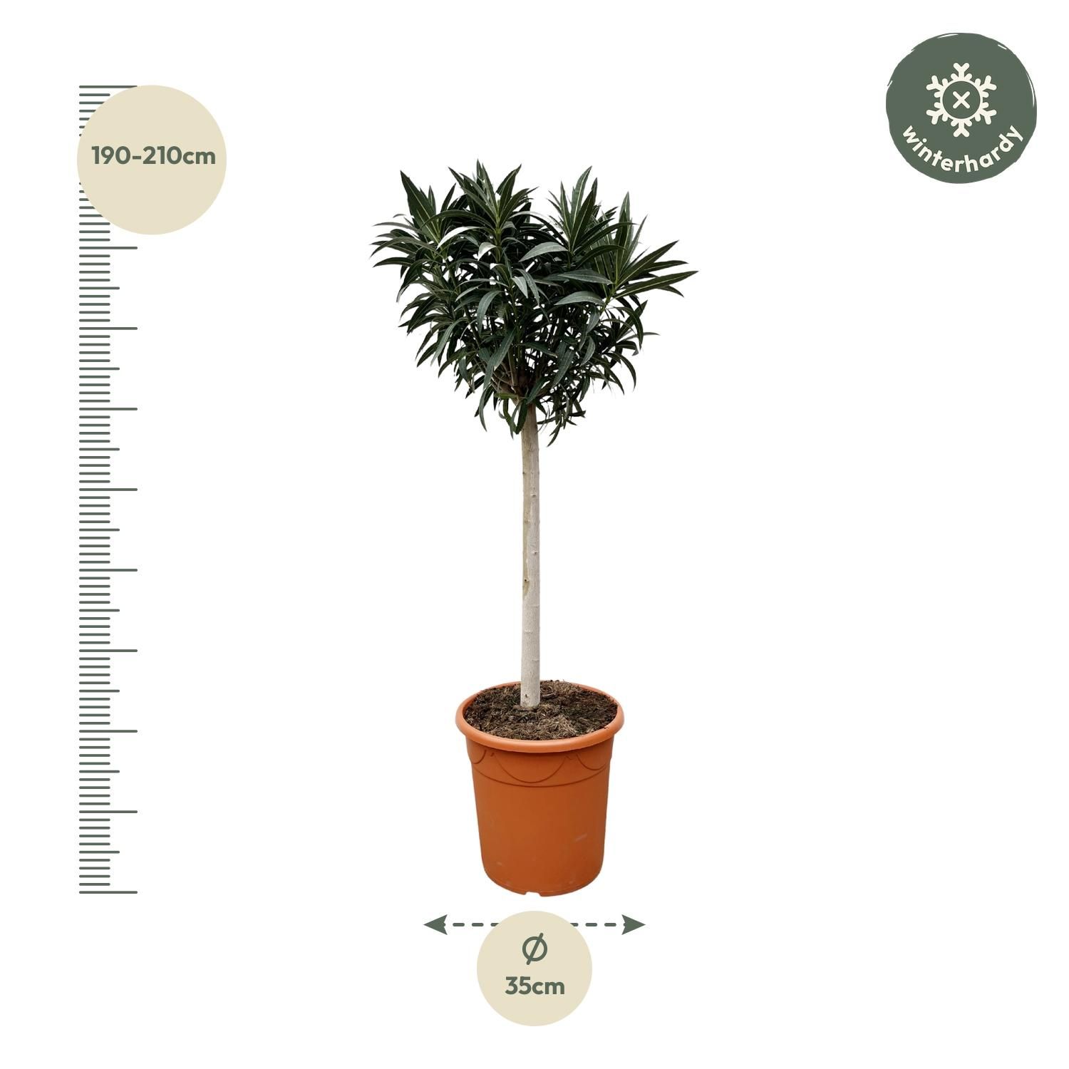 Nerium Oleander mit weißen Blüten auf Stamm
