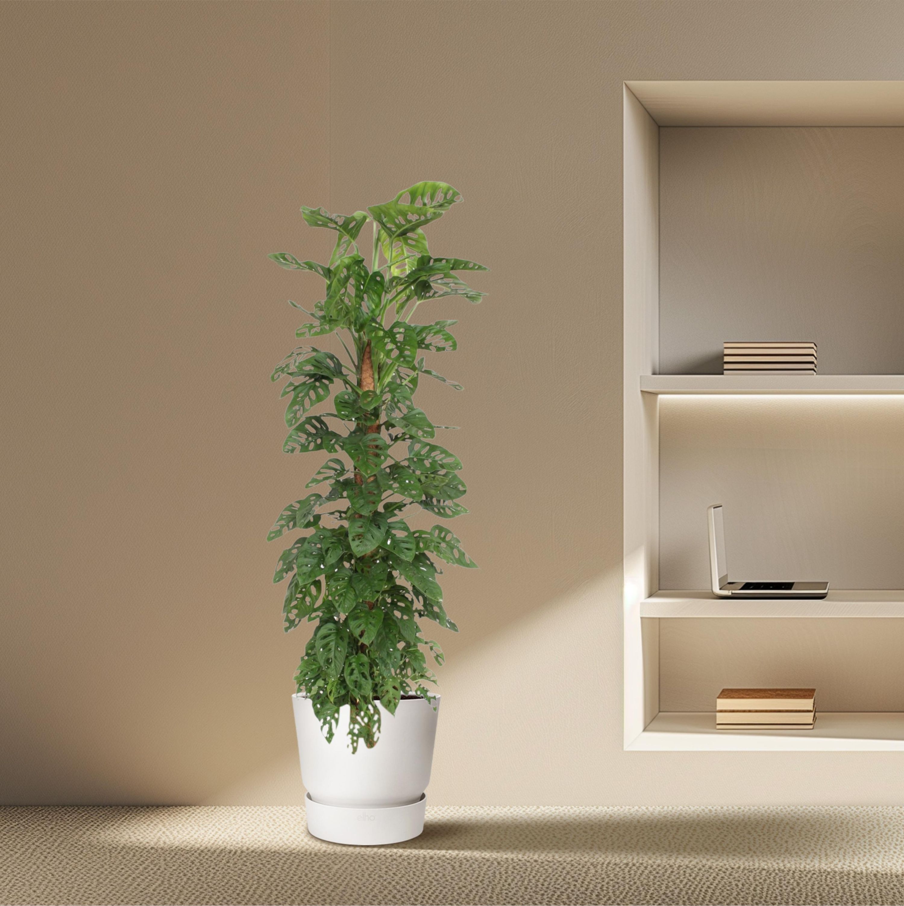 Monstera Monkey Leaf XXL Zimmerpflanze