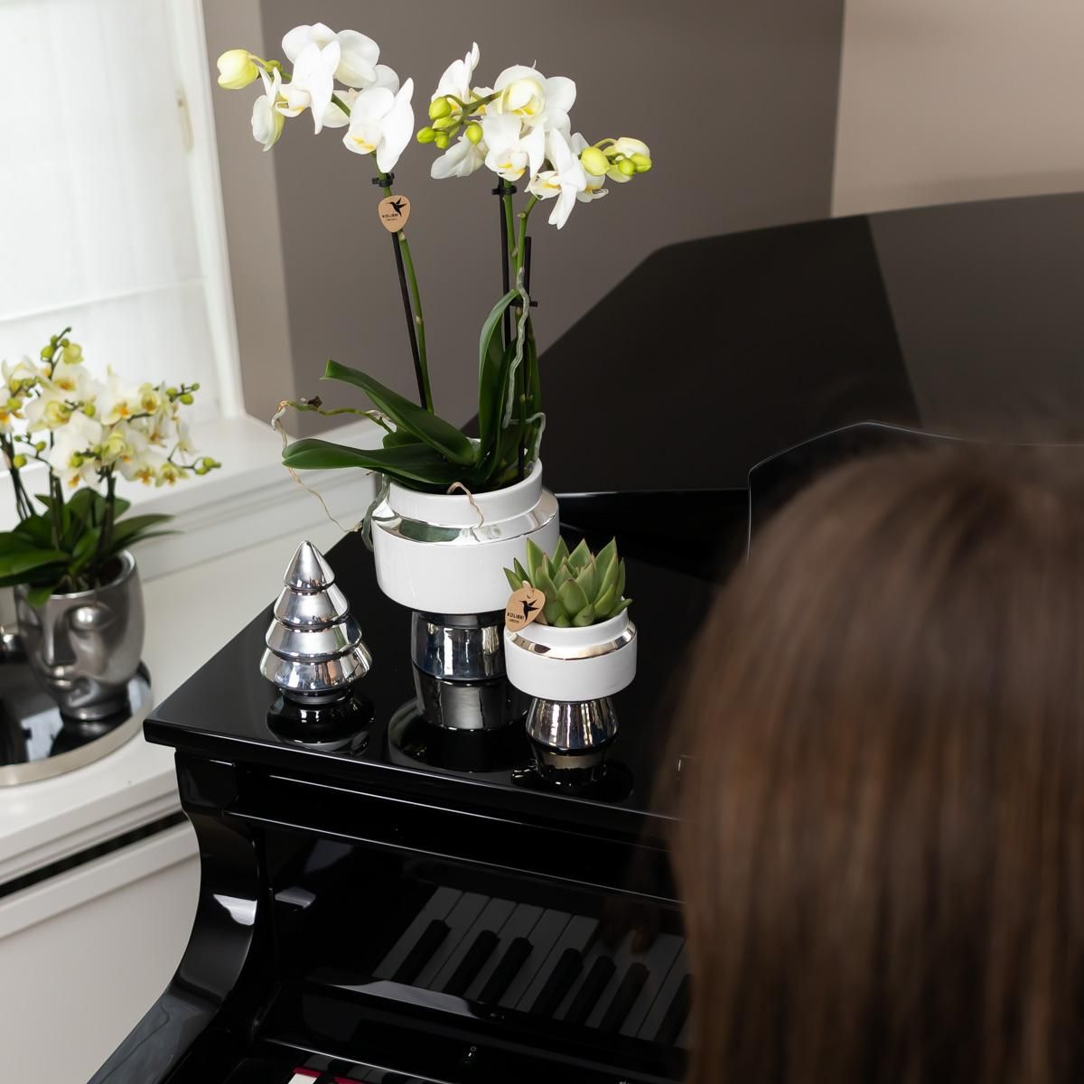 Kolibri Orchideen Weißes Orchideen-Set im Baumwollkorb