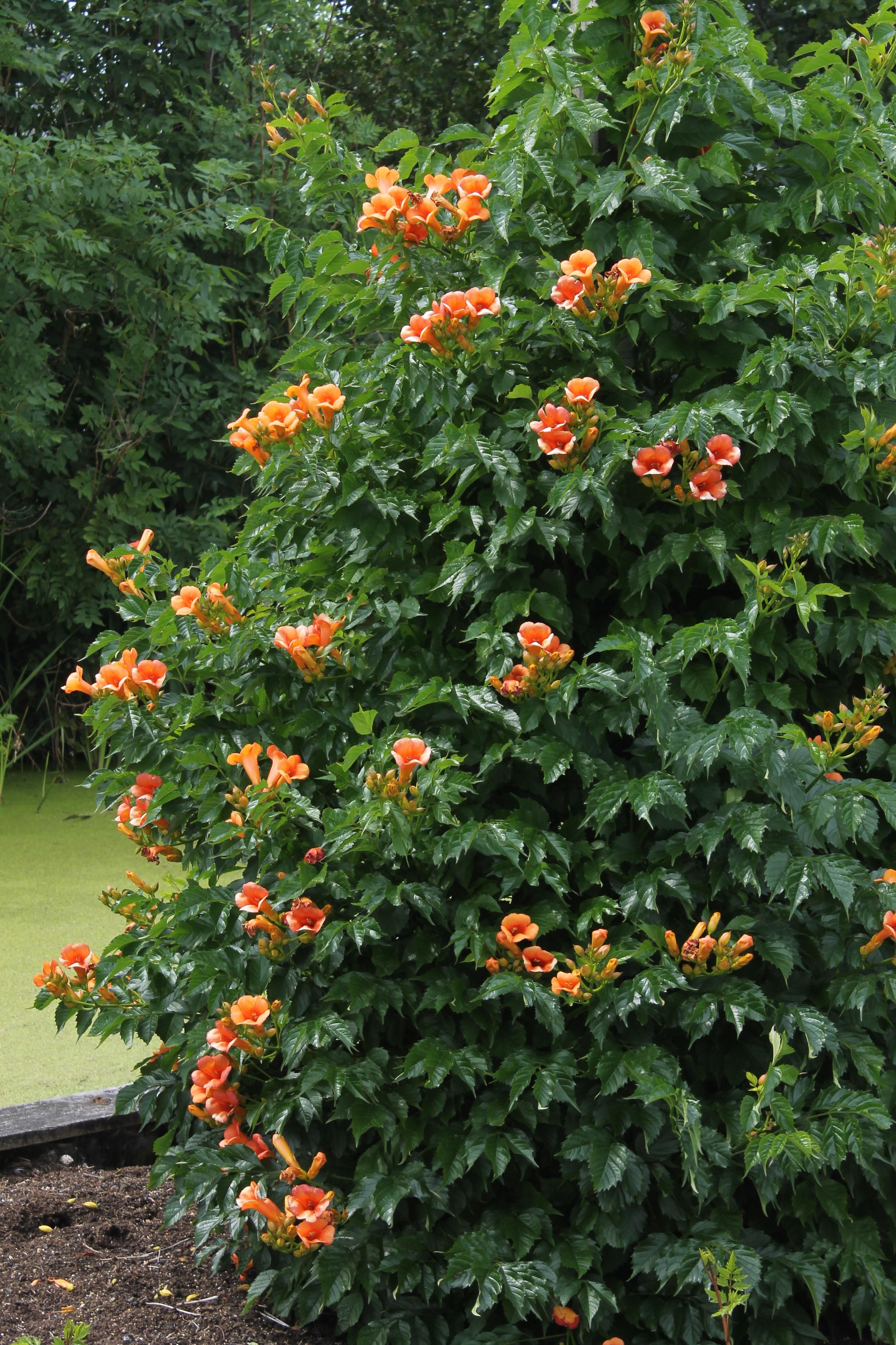 Campsis Indian Summer Trompetenblume Orange