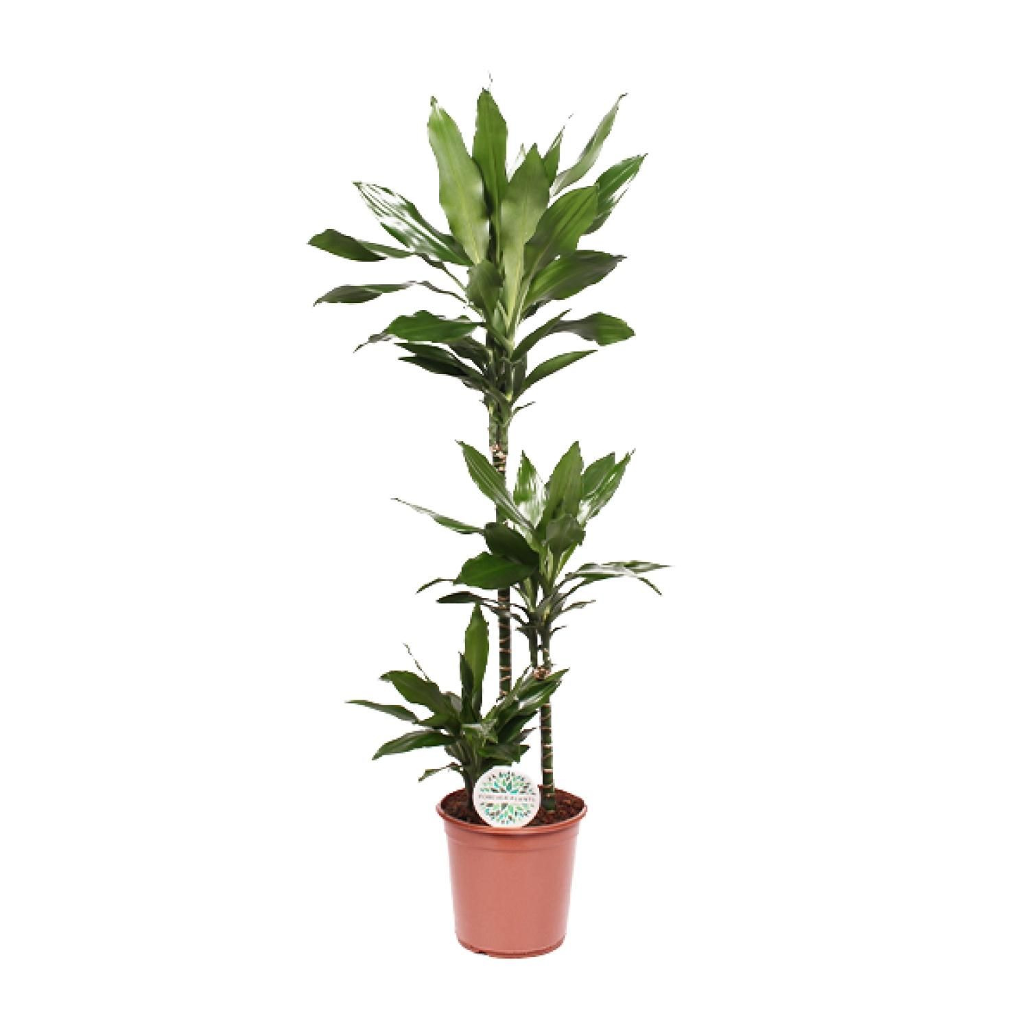 Drachenbaum Janet Lind - Elegante Zimmerpflanze