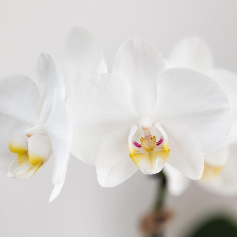 Phalaenopsis Orchidee Vienna mit Painted Stripe Topf