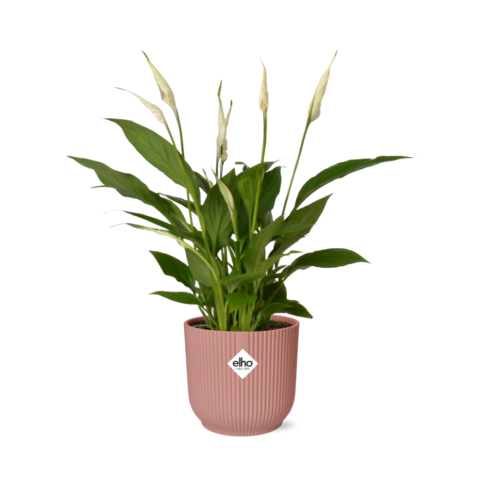 Friedenslilie Spathiphyllum – Elegante Zimmerpflanze mit Luftreinigender Wirkung