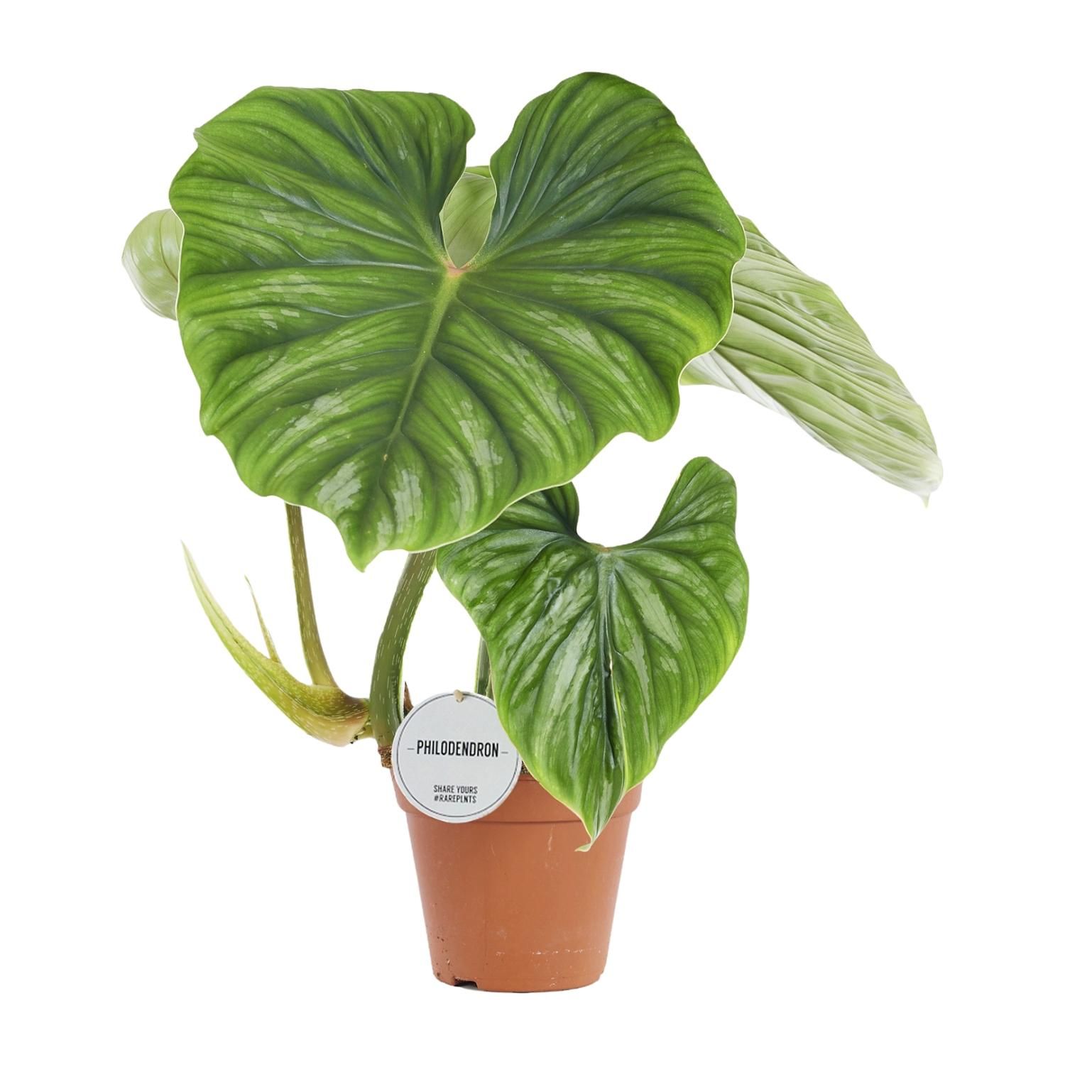 Philodendron Plowmanii Zimmerpflanze