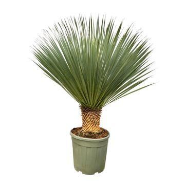 Chamaerops Humilis Palmenpflanze