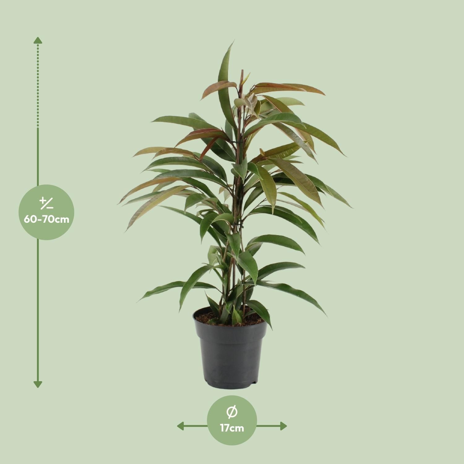 Ficus Binnendijkii Amstel King Zimmerpflanze