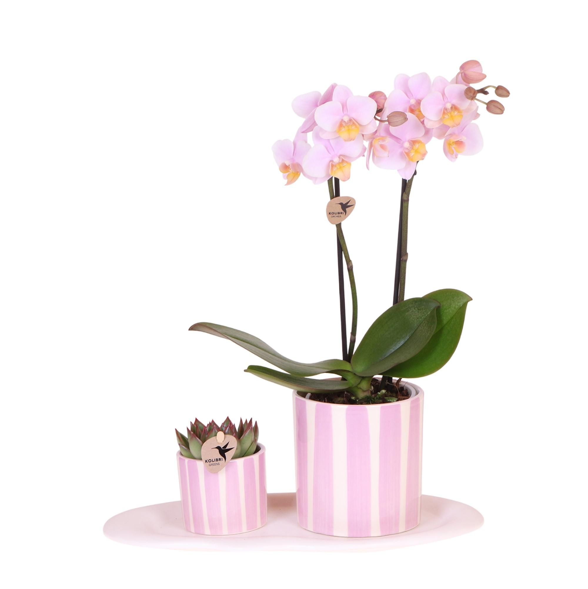 Geschenkset Mediterranean Sunset Klein | Grüne Pflanze & Rosa Phalaenopsis Orchidee Andorra | Im Ziertopf