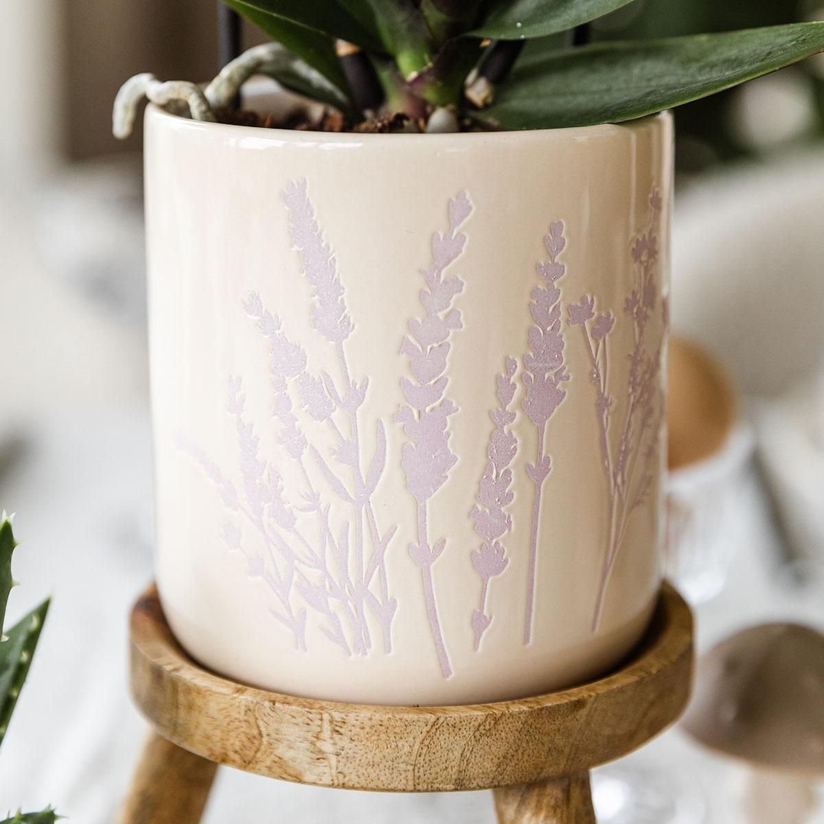 Kolibri Orchidee Mexico Gelbe Blüten mit Floral Ziertopf