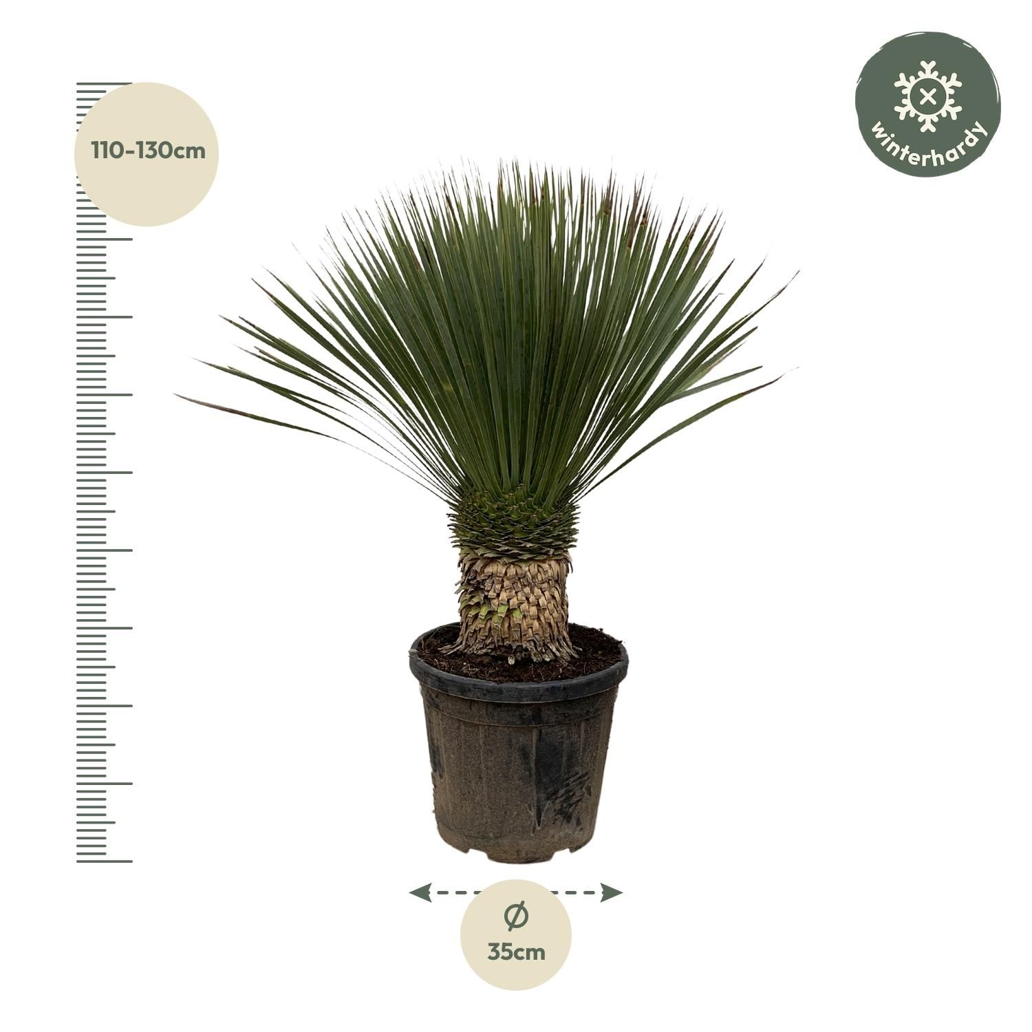 Yucca Rostrata Zierpflanze im eleganten Topf
