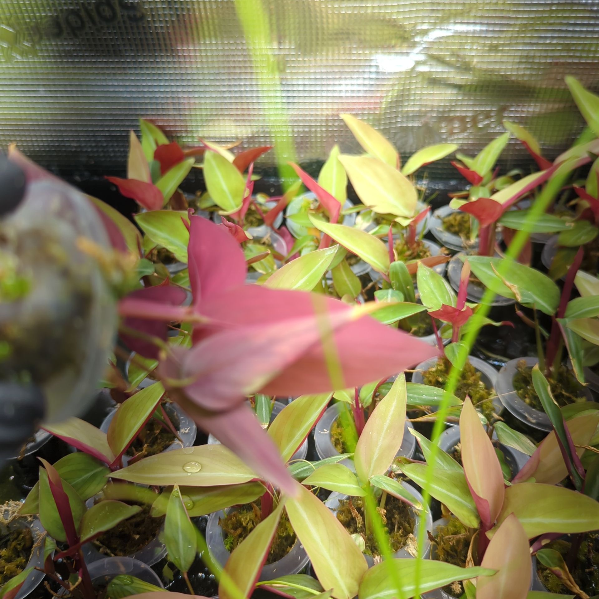 Baby Stromanthe Sanguinea