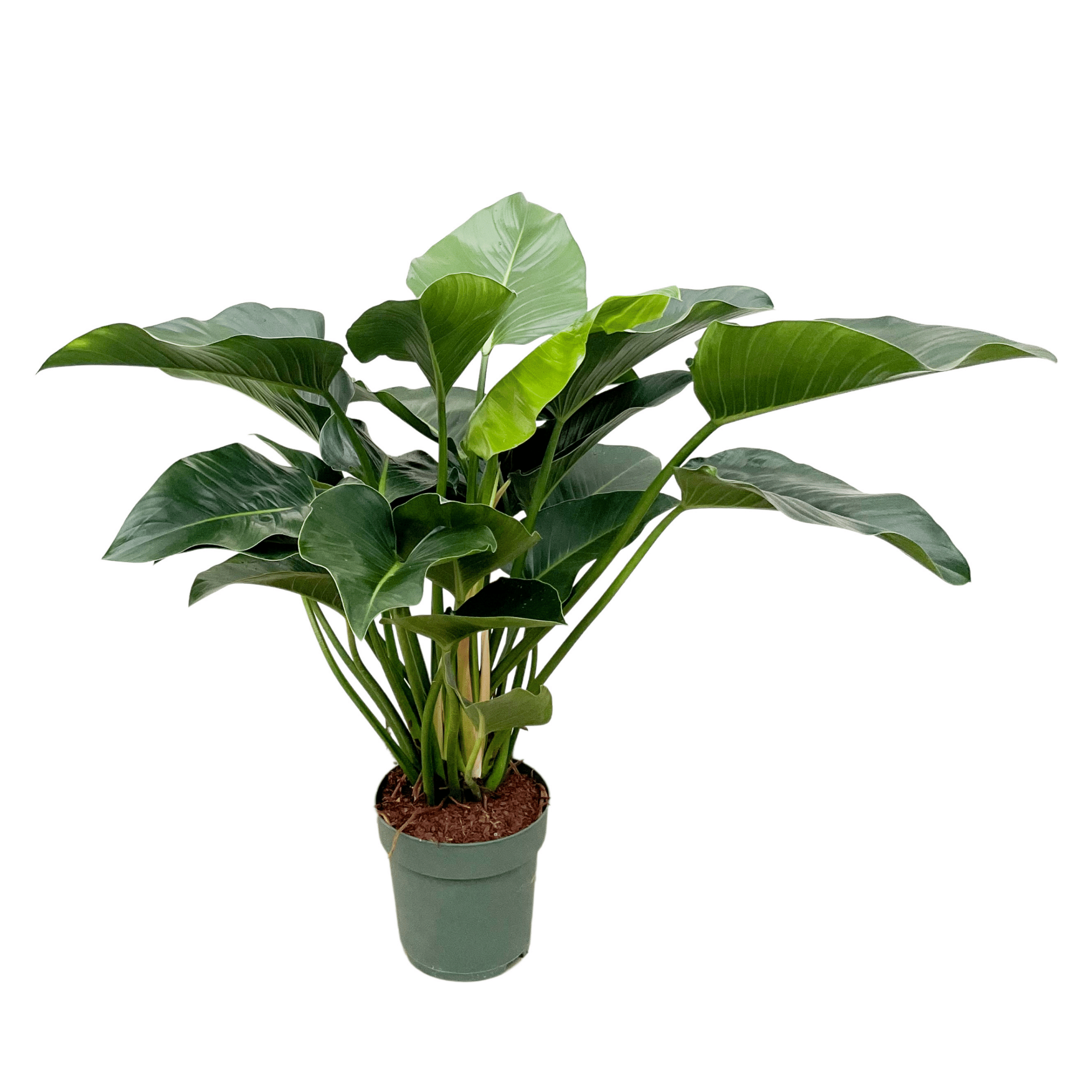Philodendron Green Beauty Zimmerpflanze