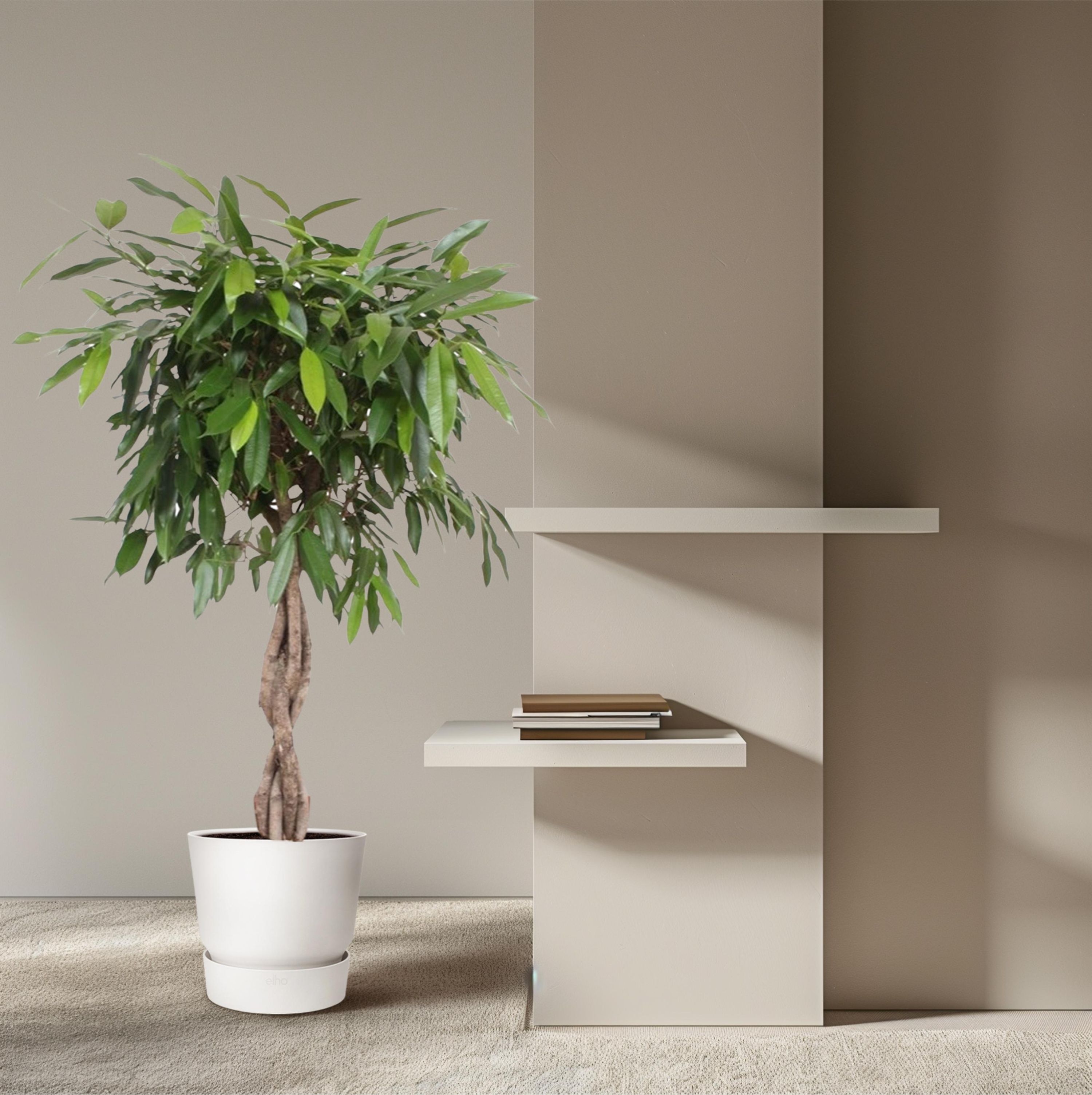 Ficus Amstel King mit geflochtenem Stamm